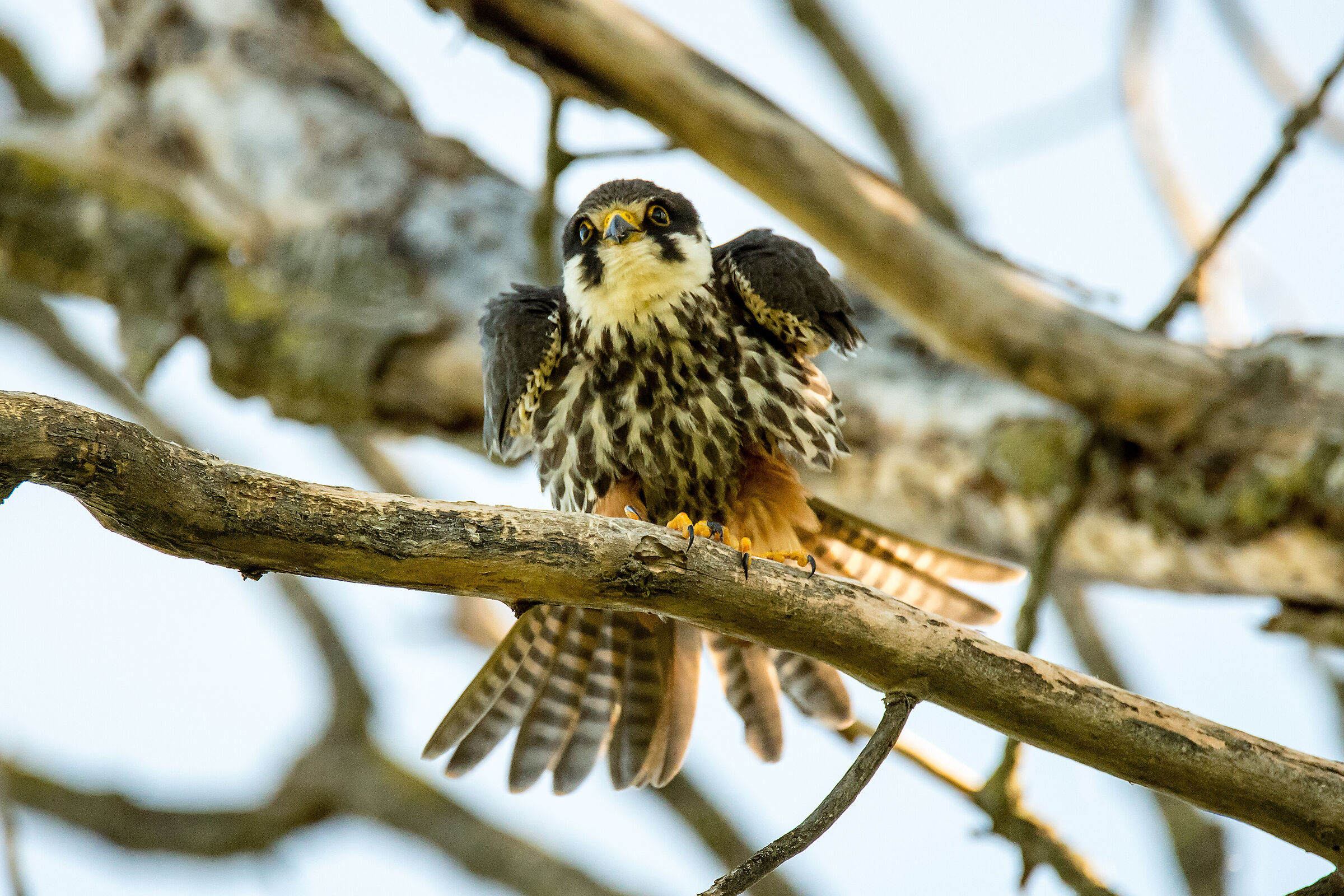 My beautiful plush toy