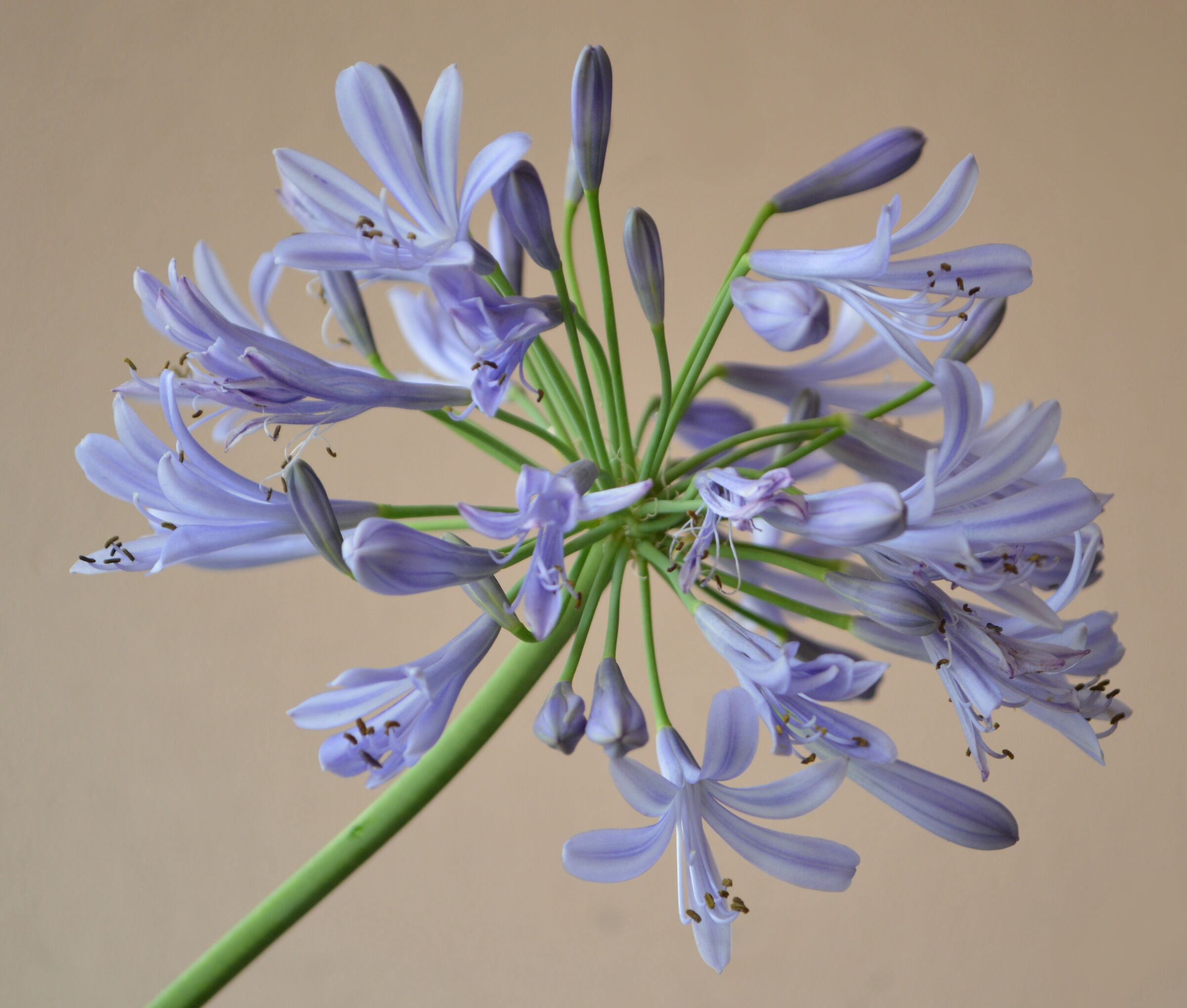 My flowers in pose two