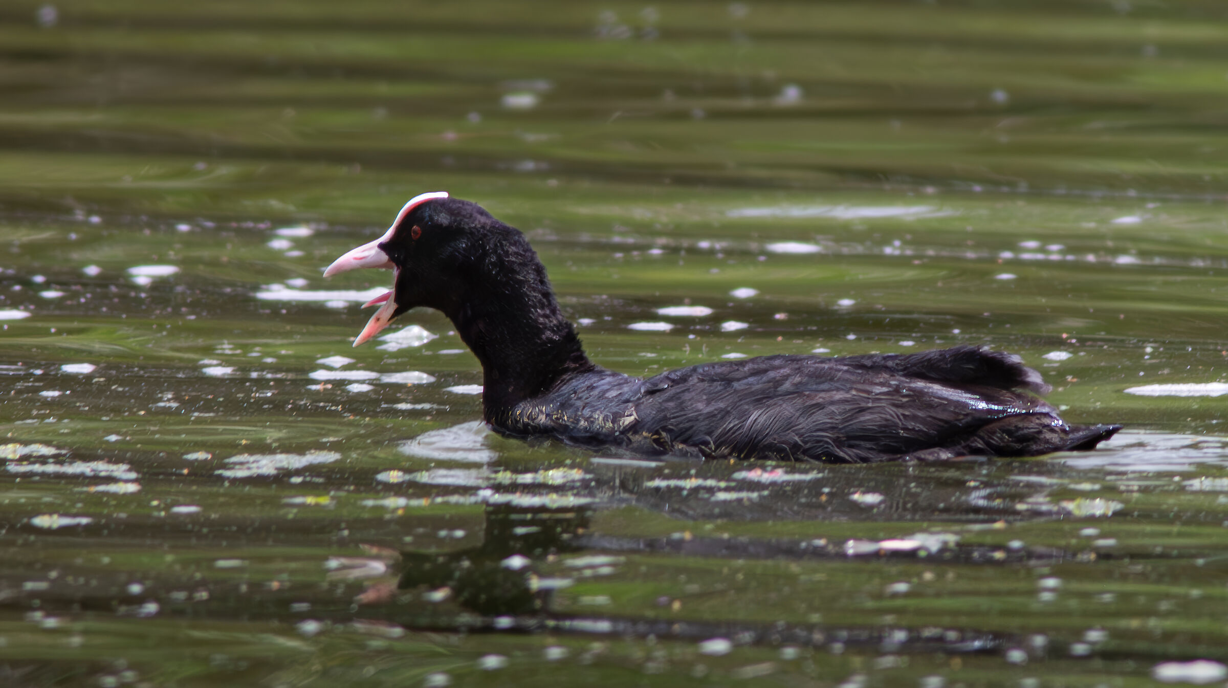 Coot that calls the young