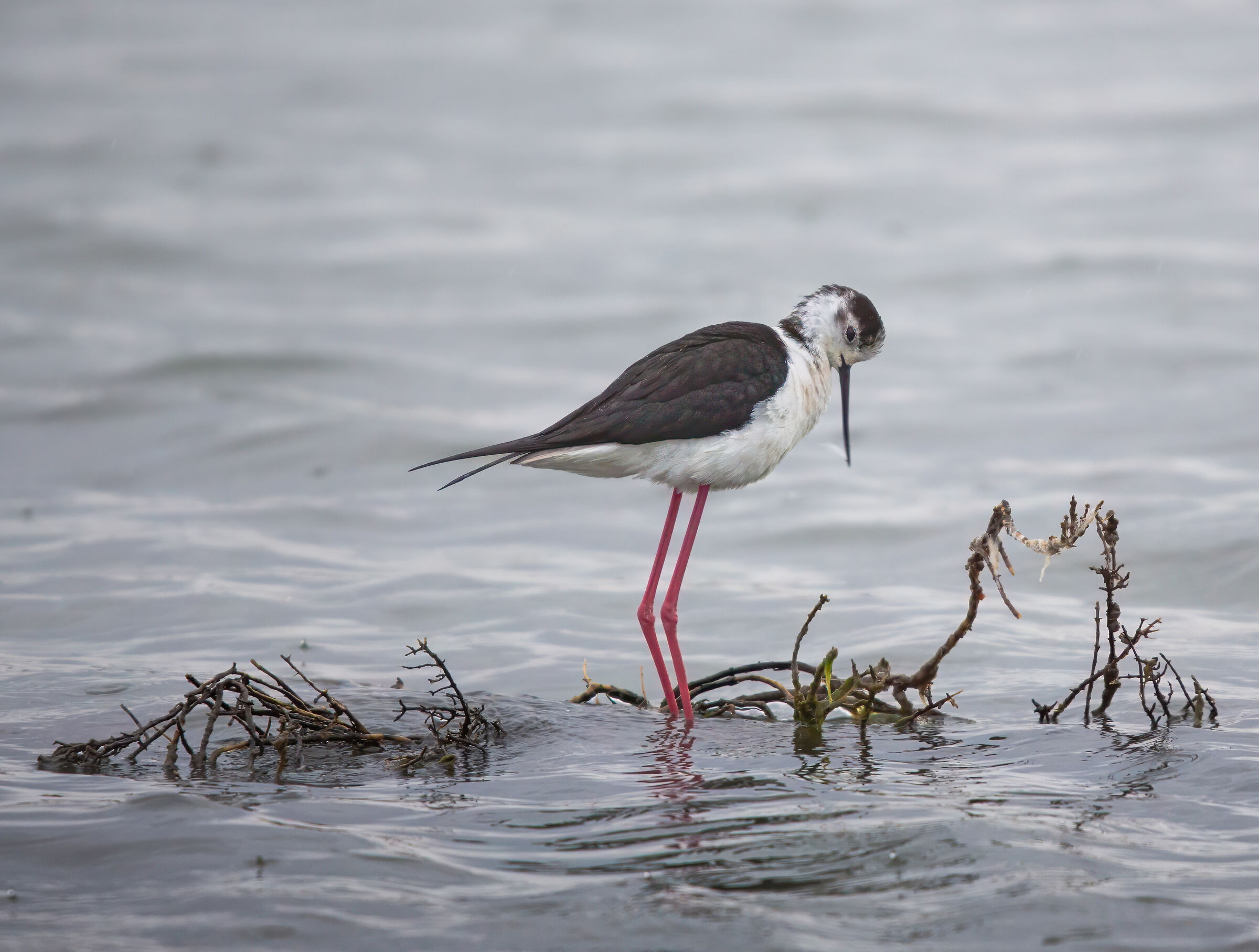 Black-winged stilt on a gloomy day