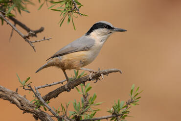 Sitta tephronota