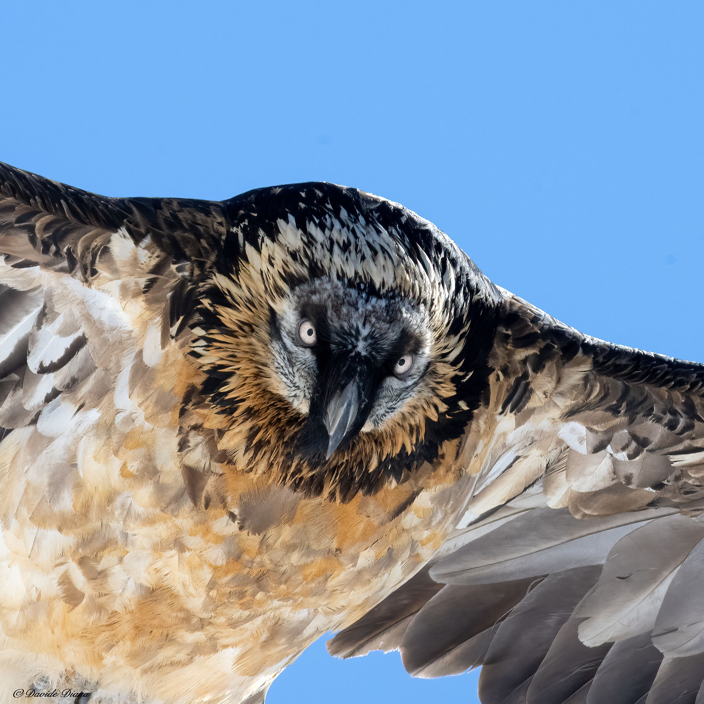 Gypaetus barbatus - Gran Paradiso National Park