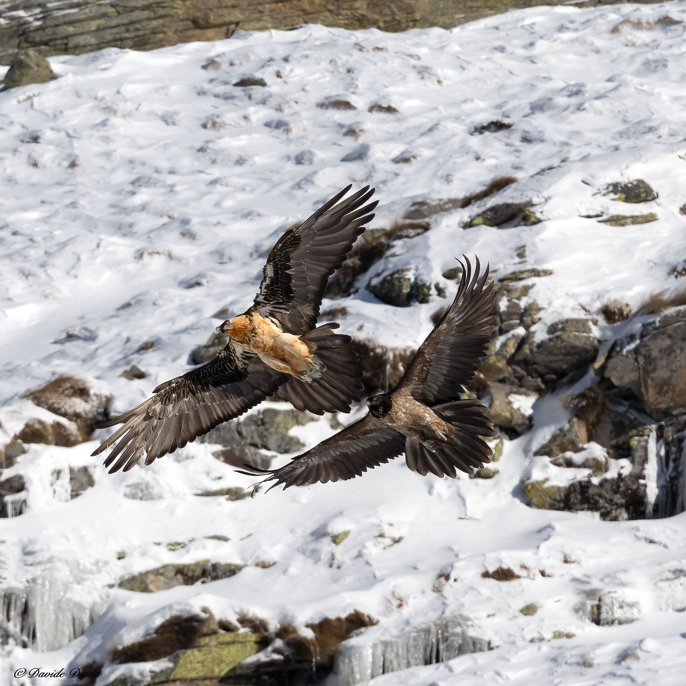 Gypaetus barbatus - Gran Paradiso National Park