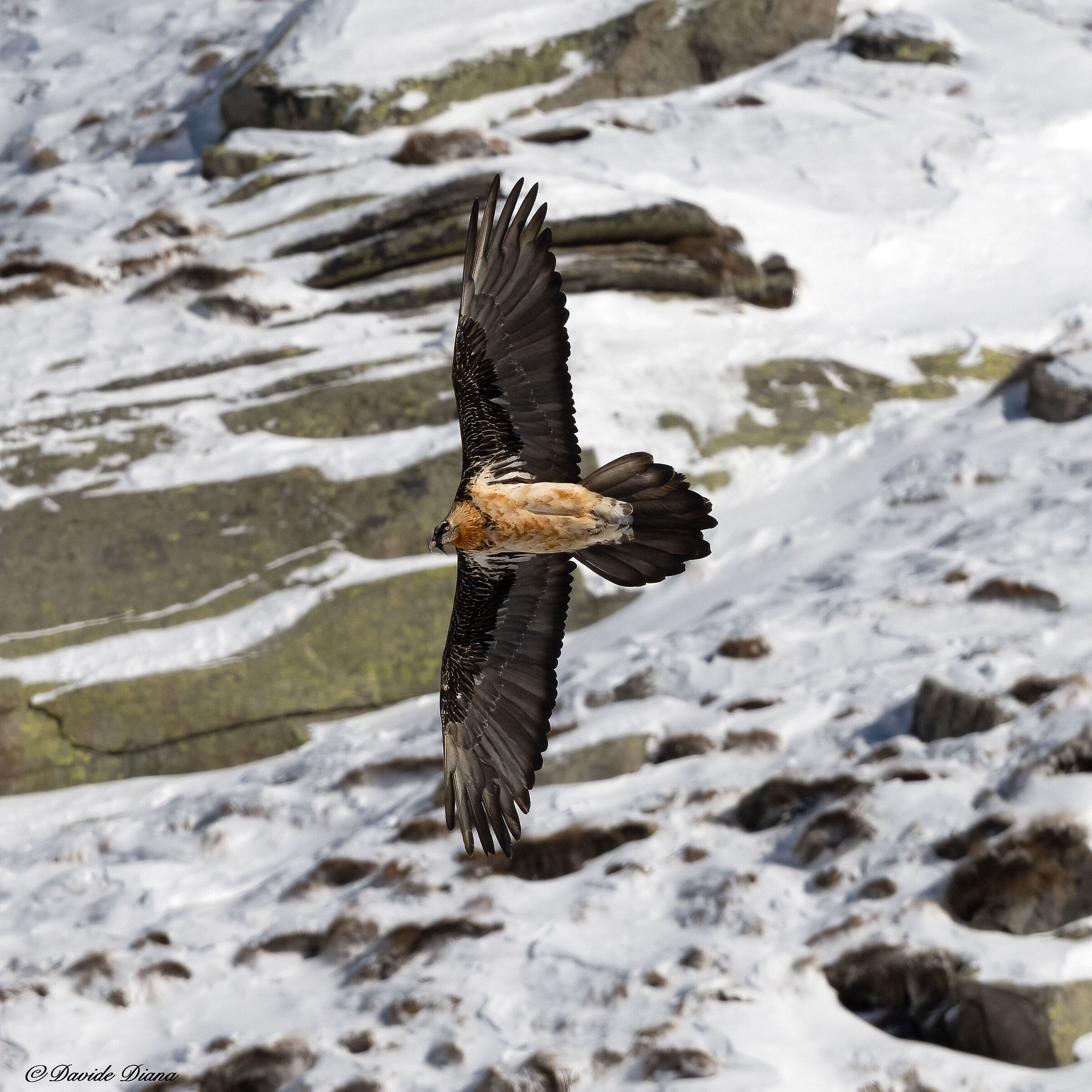 Gypaetus barbatus - Gran Paradiso National Park