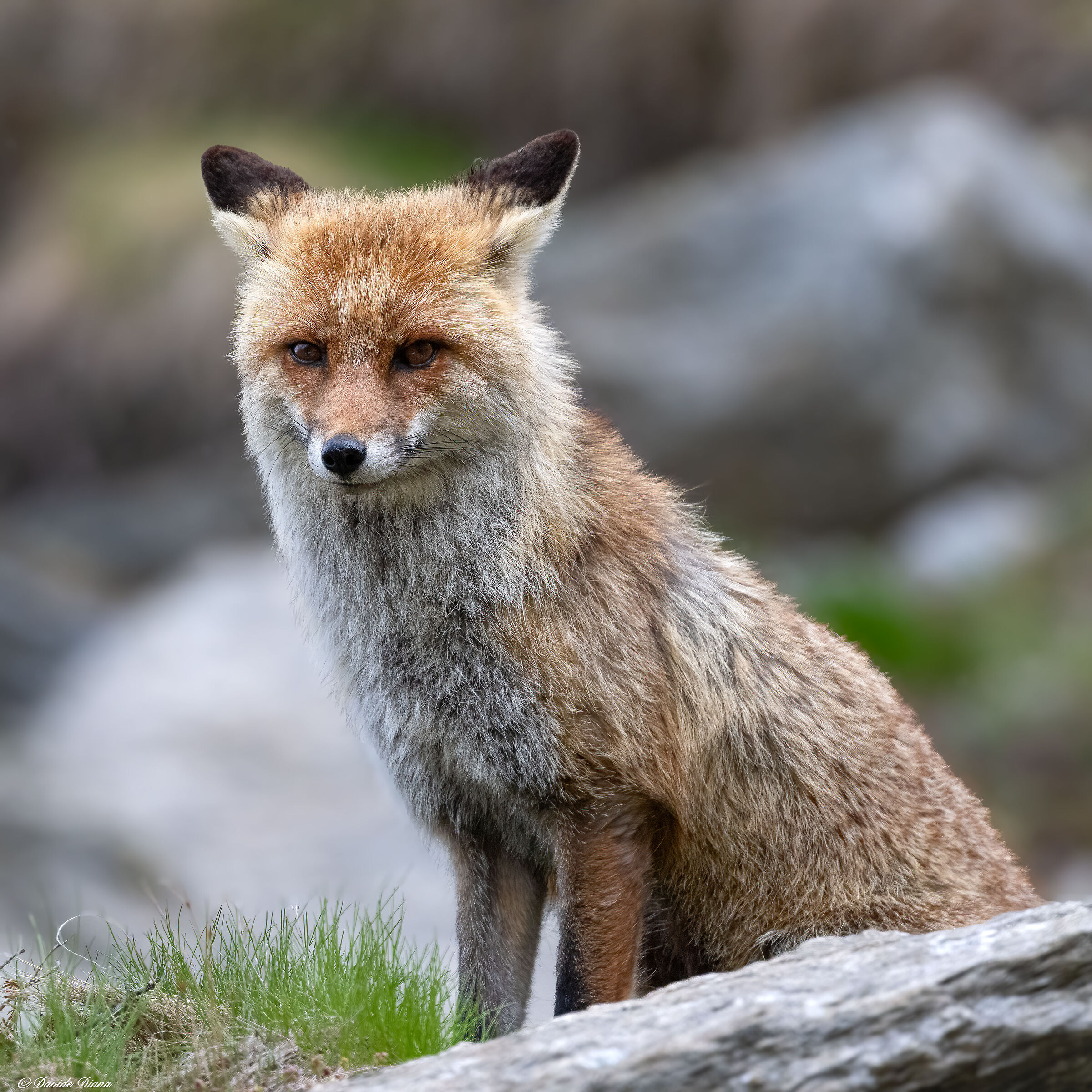 Red Fox