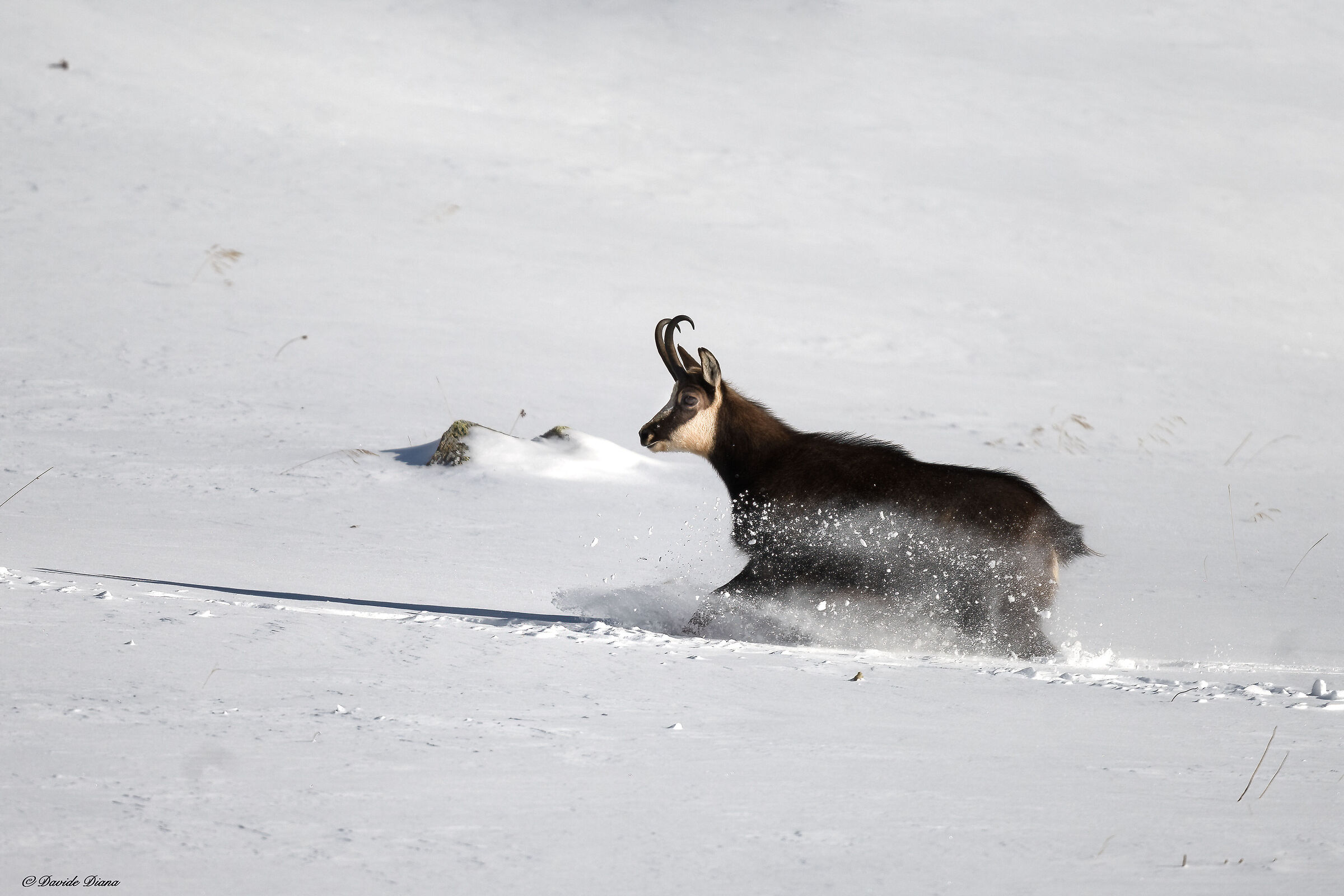 Chamois - Gran Paradiso National Park