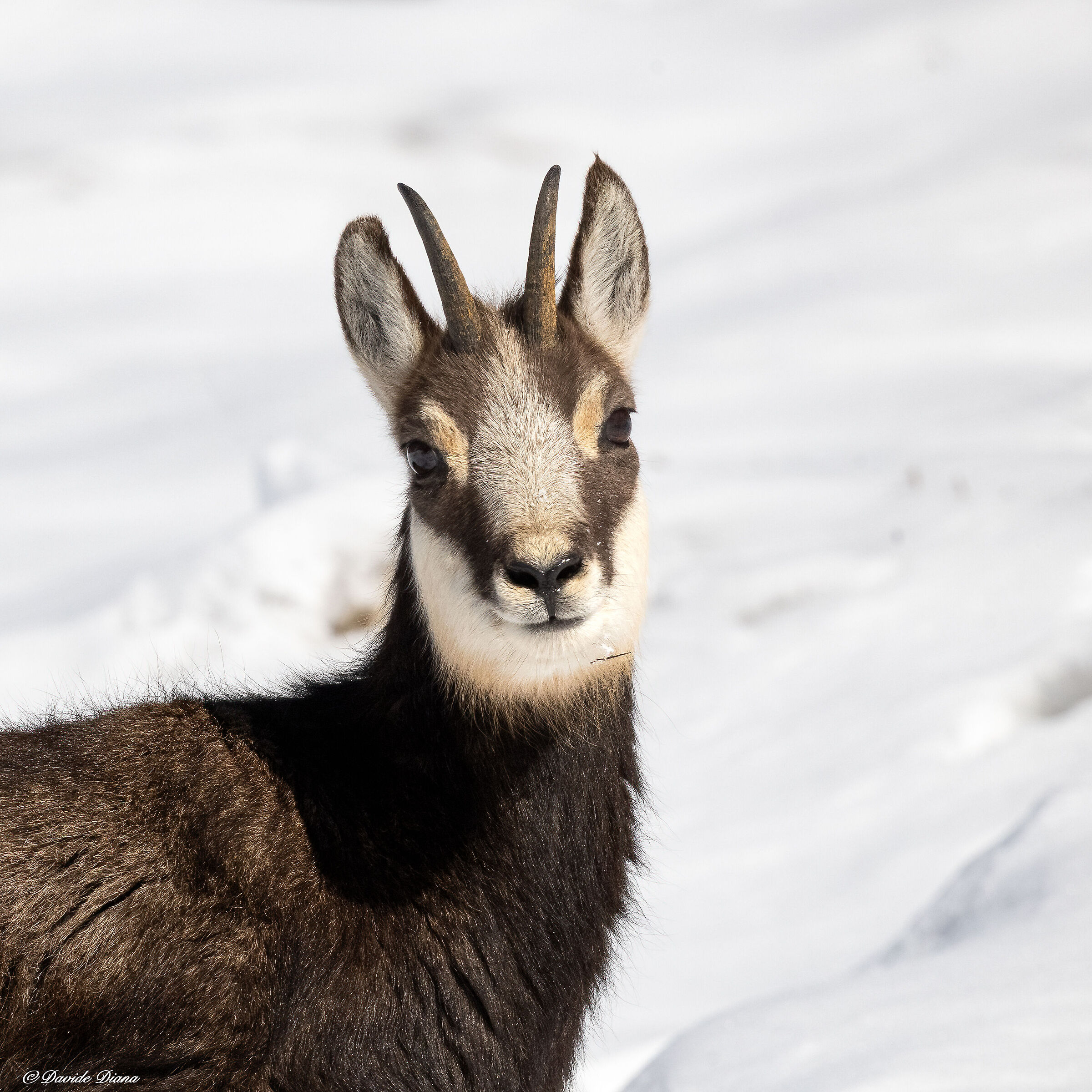 Chamois - Gran Paradiso National Park