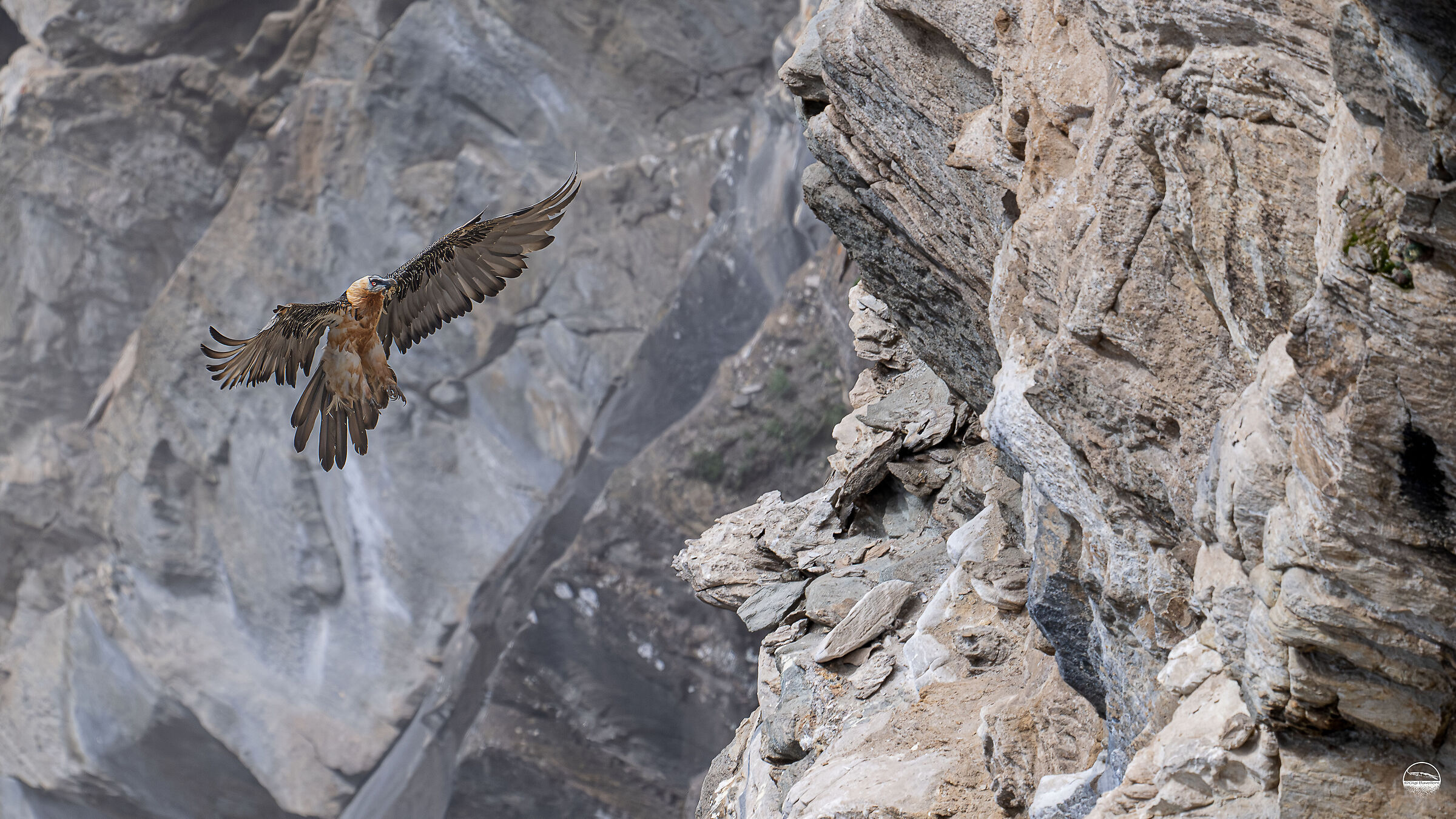 Bearded vulture