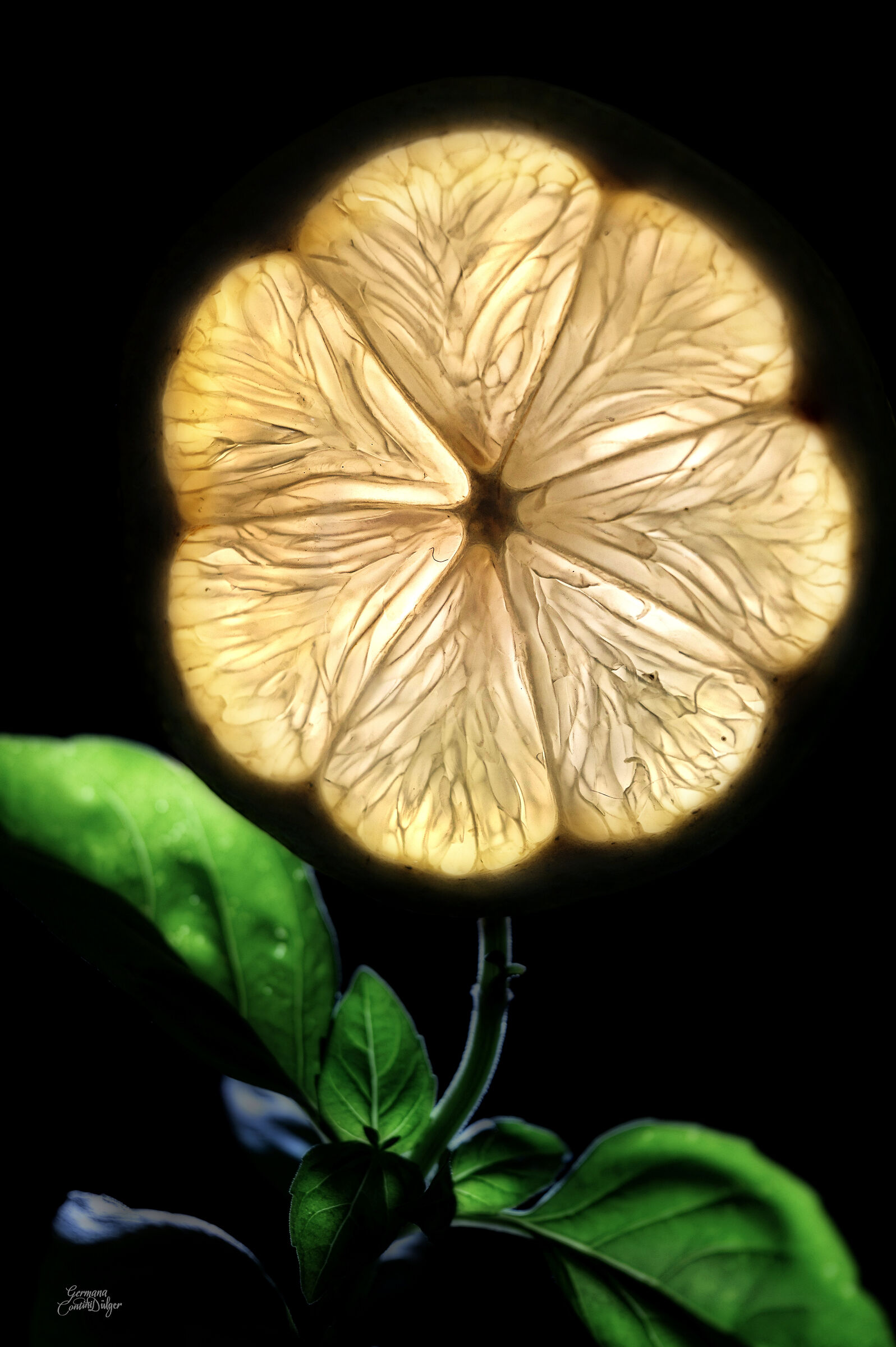 A slice of lemon and basil become a flower
