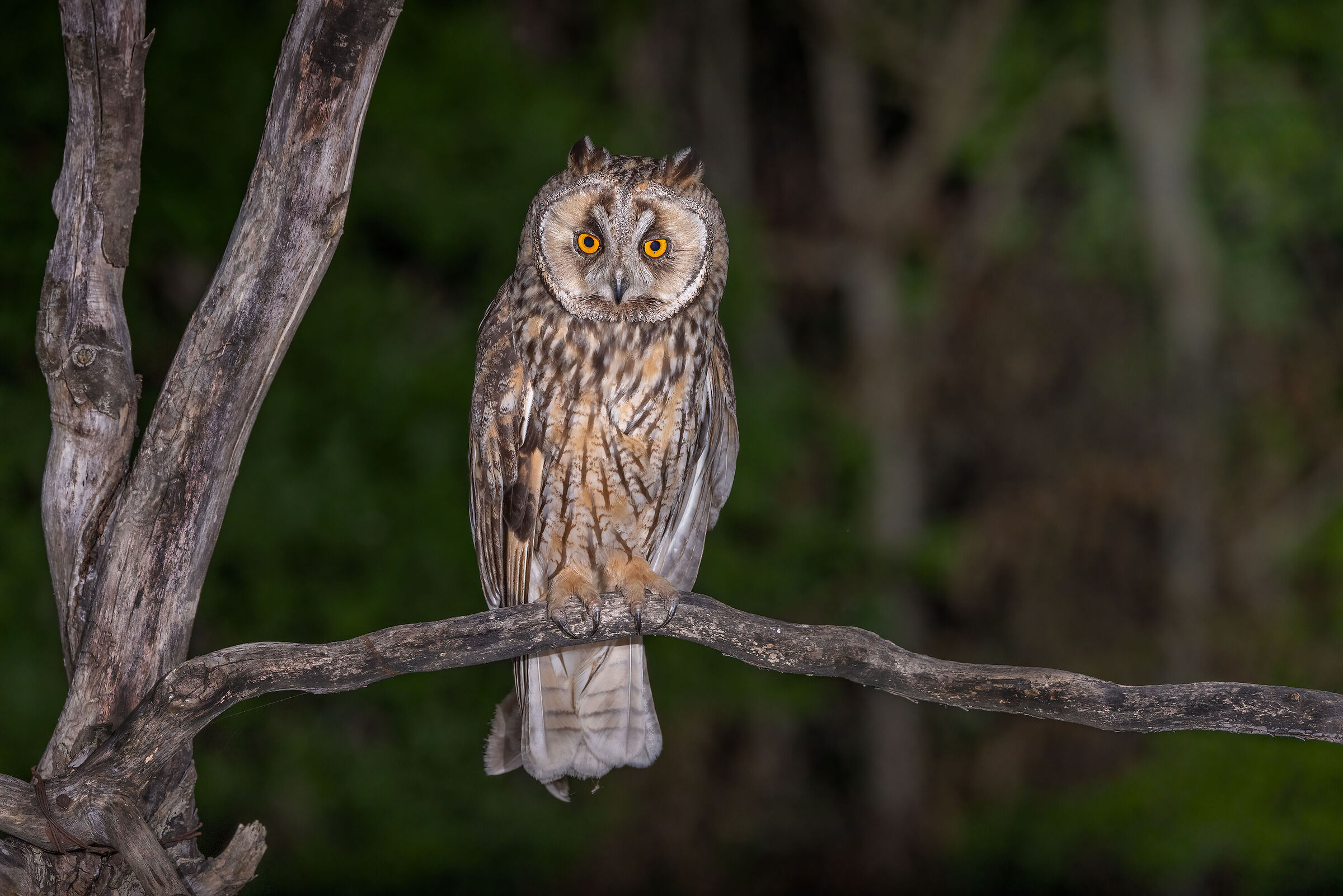 Gufo comune (Asio otus)