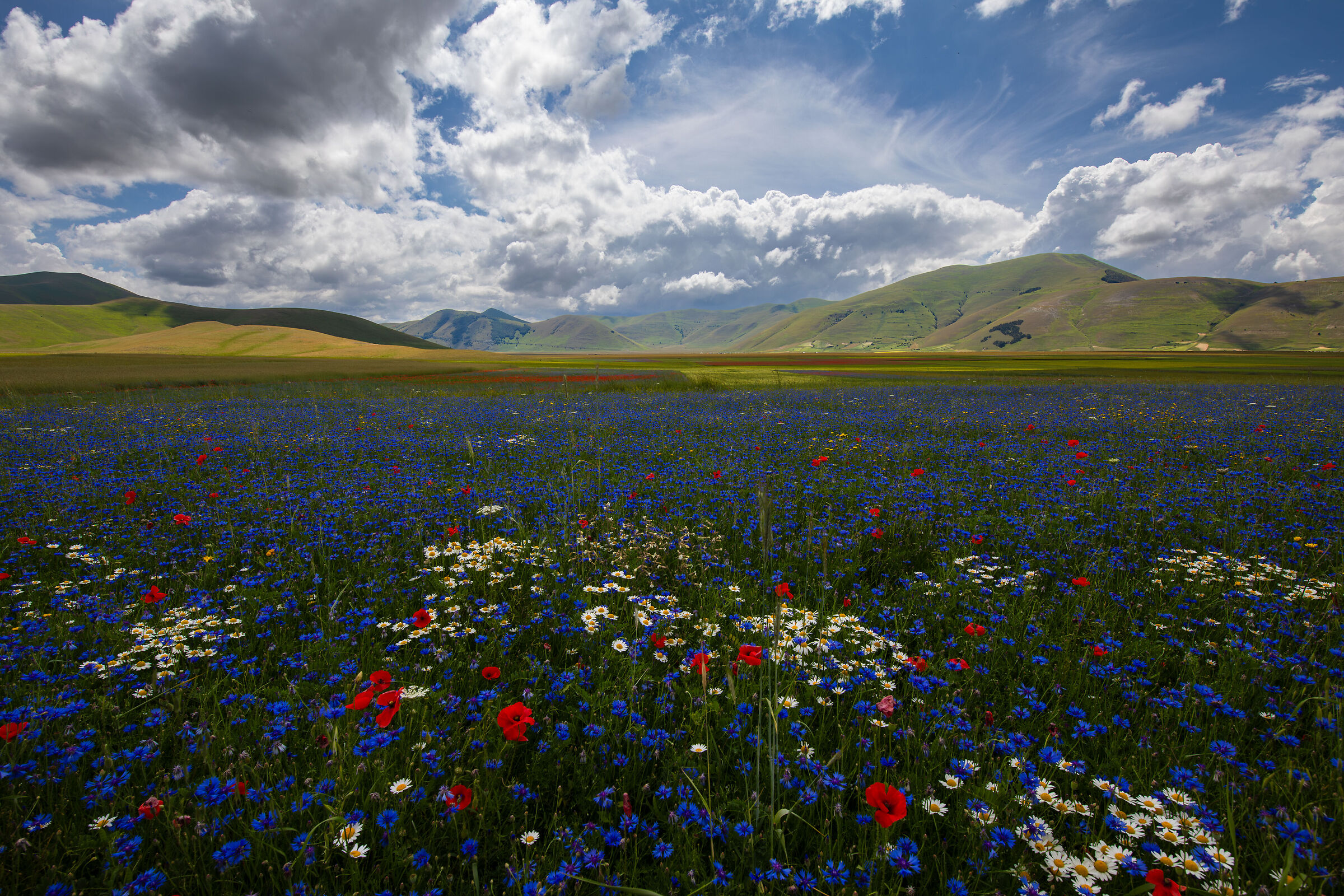 Cornflowers