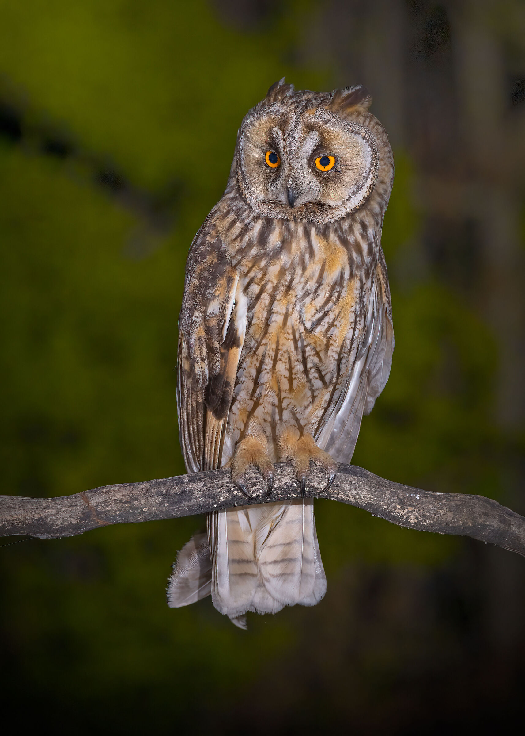 Gufo comune (Asio otus)