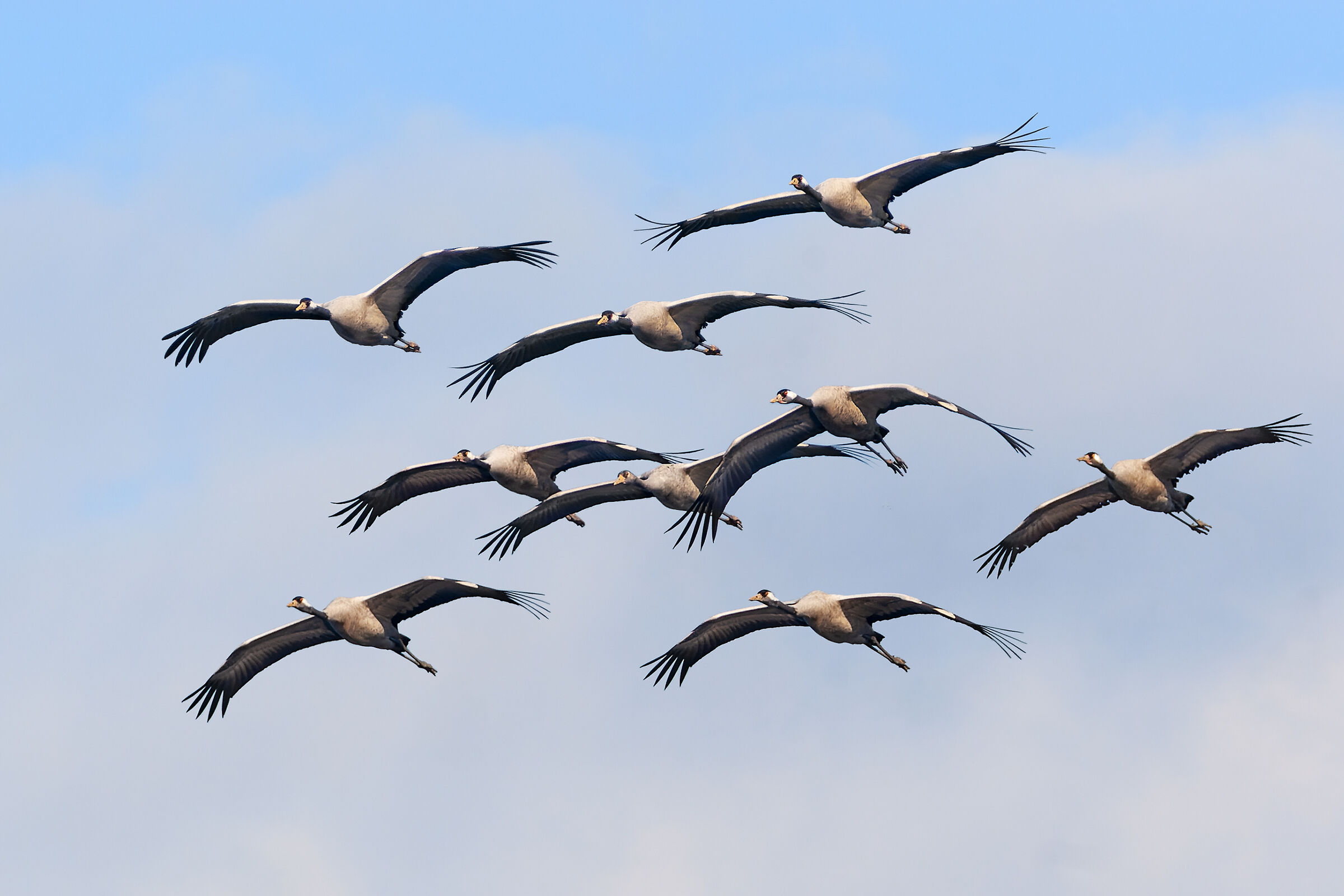 Grey cranes