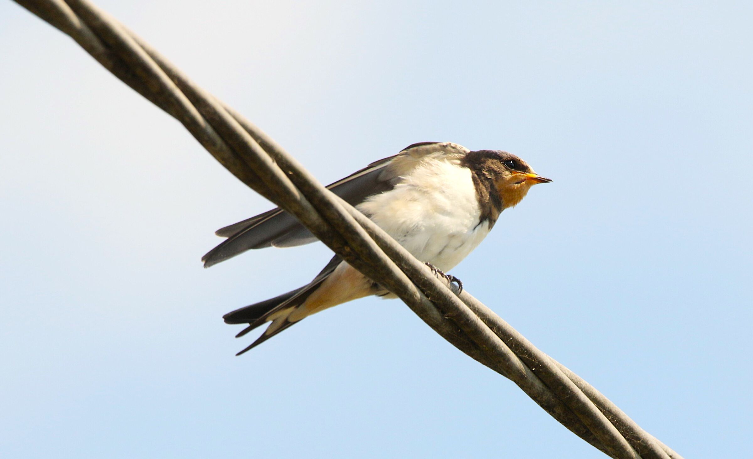 Young swallow