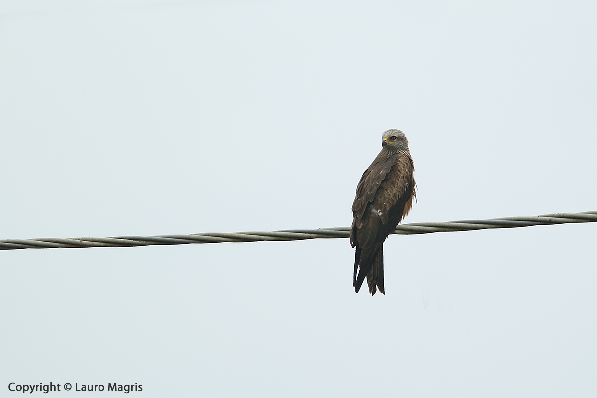 Black kite (?)