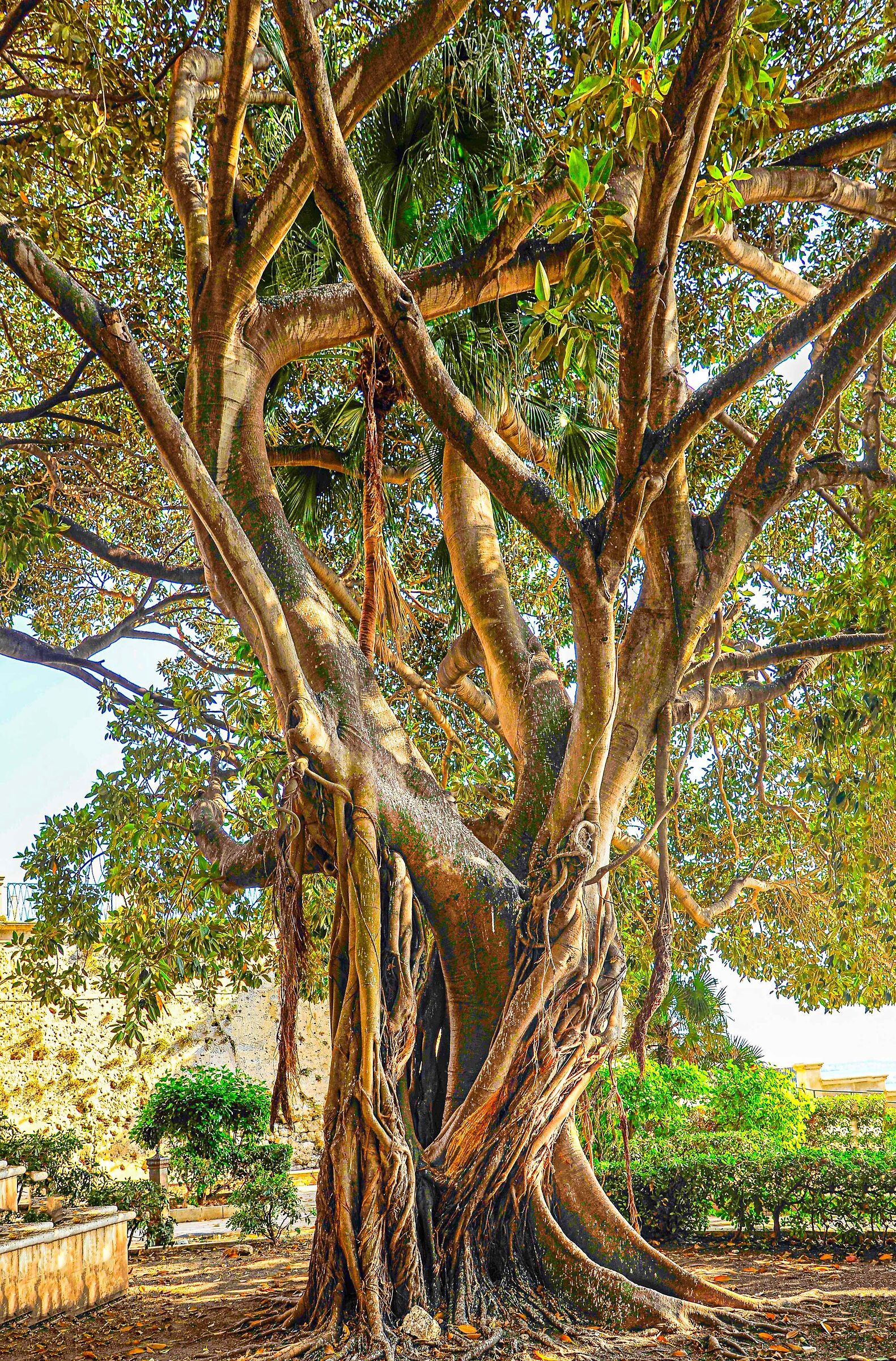 l'albero centenario