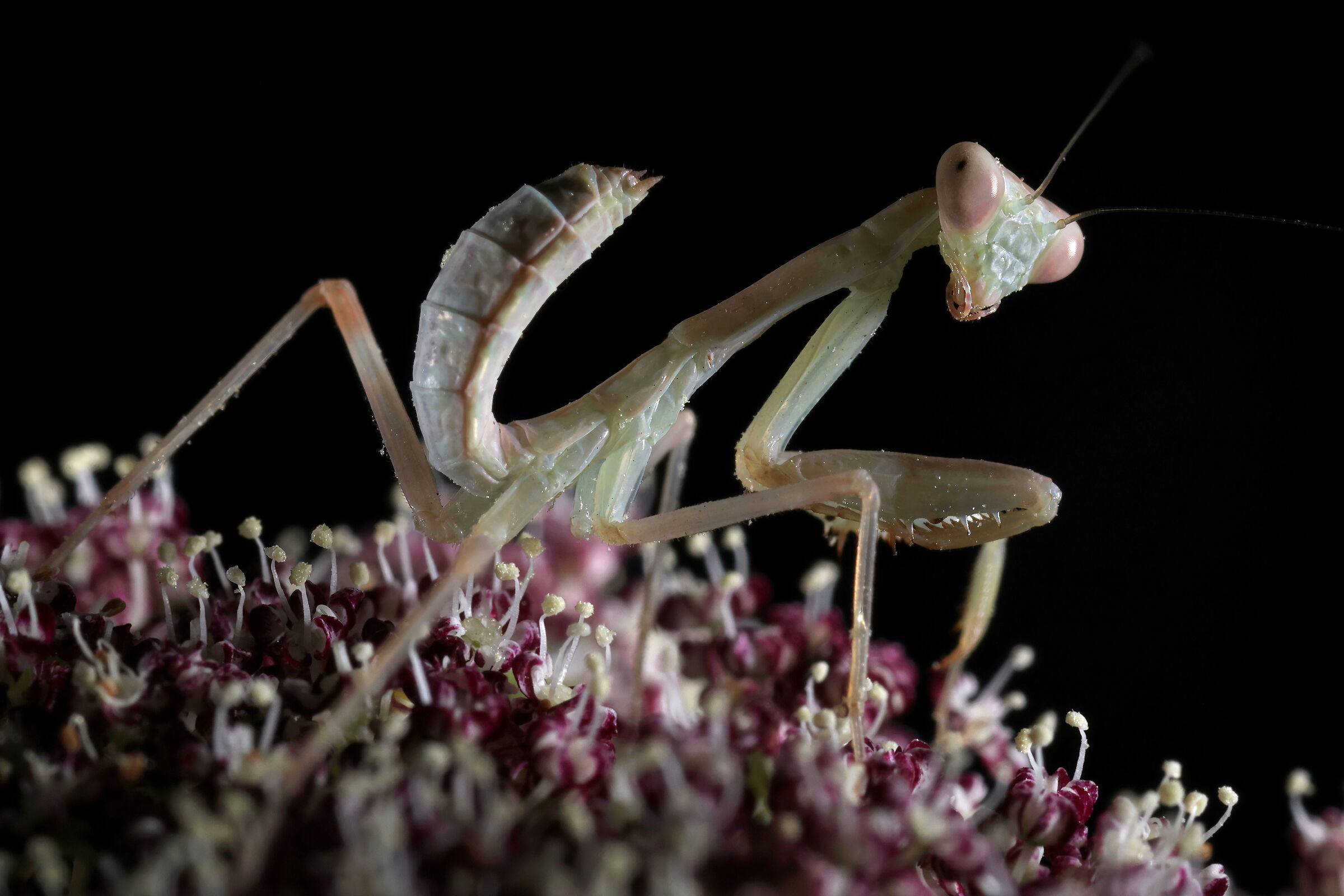 Giovane Hierodula tenuidentata