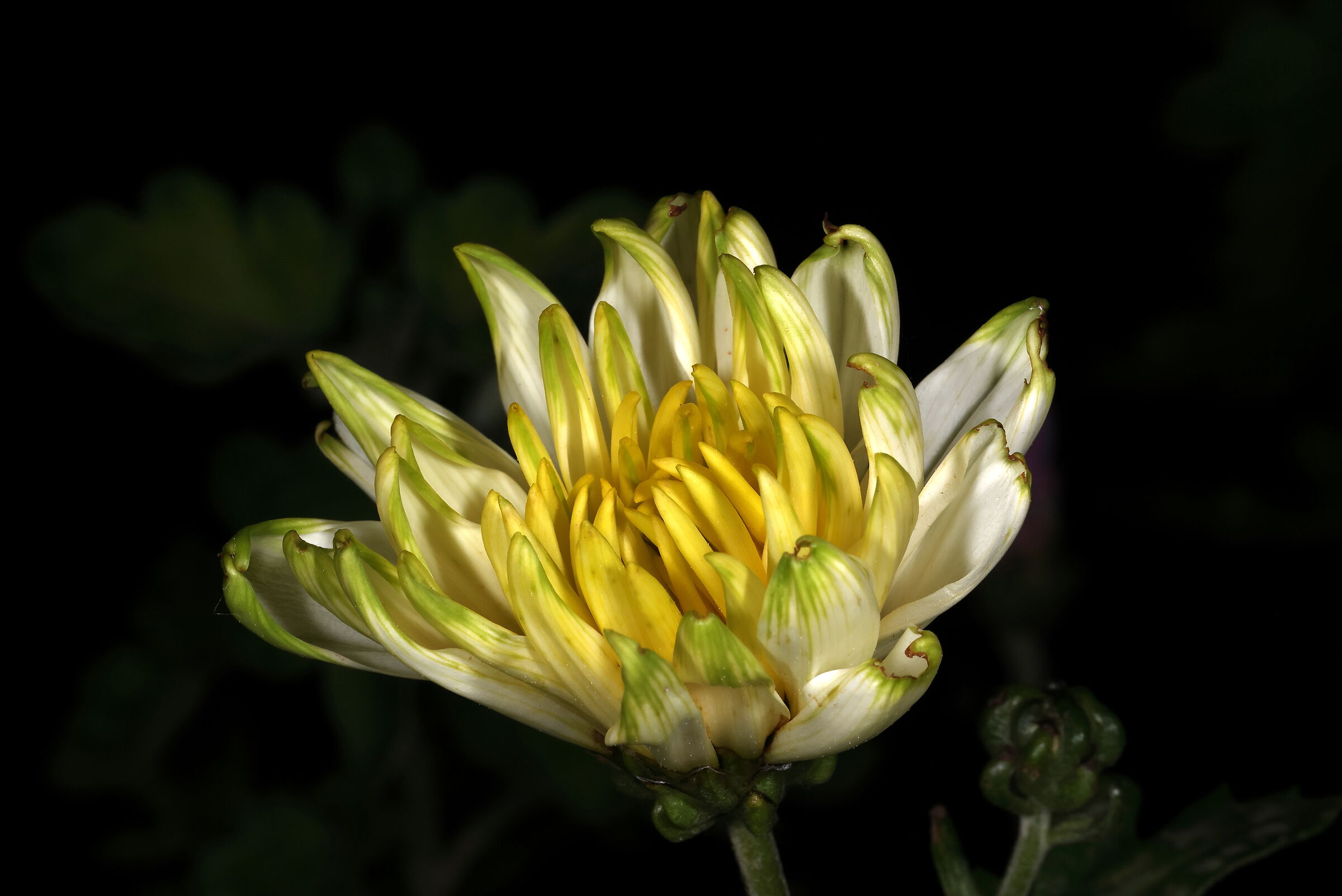 Crisantemo di luglio