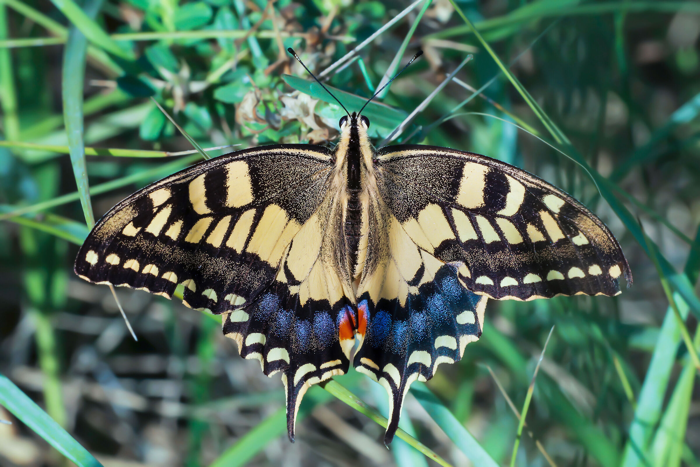 Papilio machaon