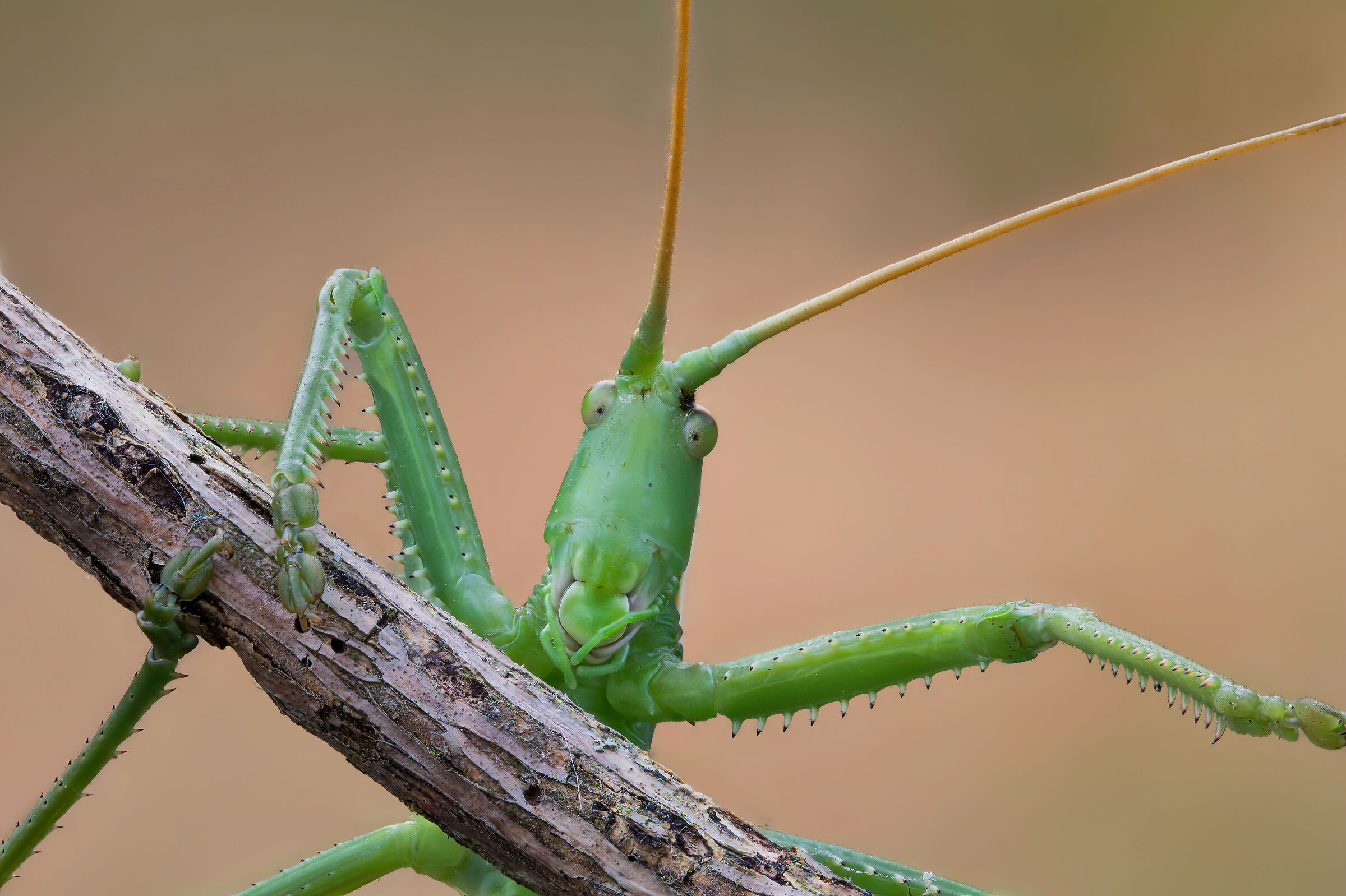 Notched Witch, the Carnivorous Giant Grasshopper