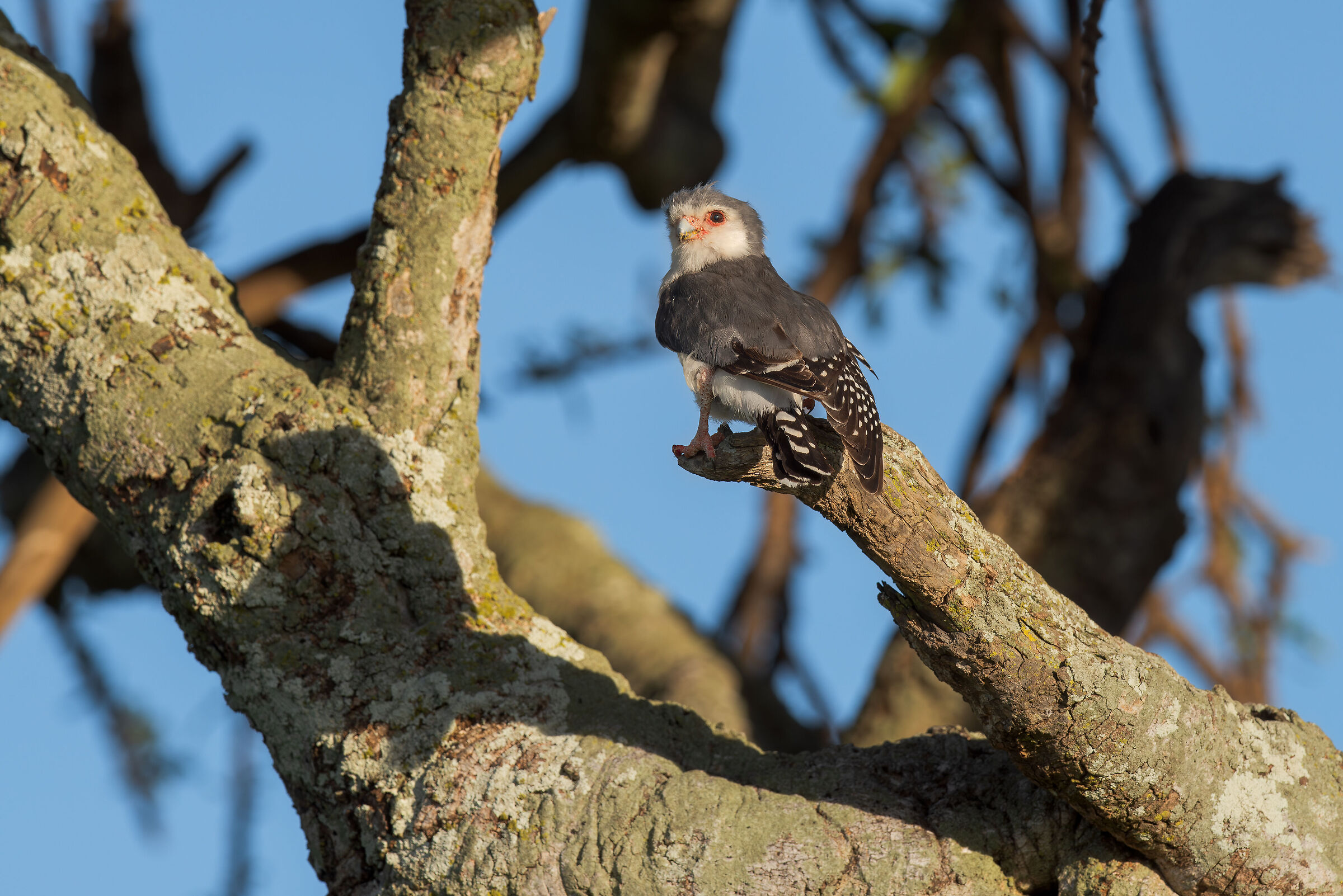 Pygmy Falcon