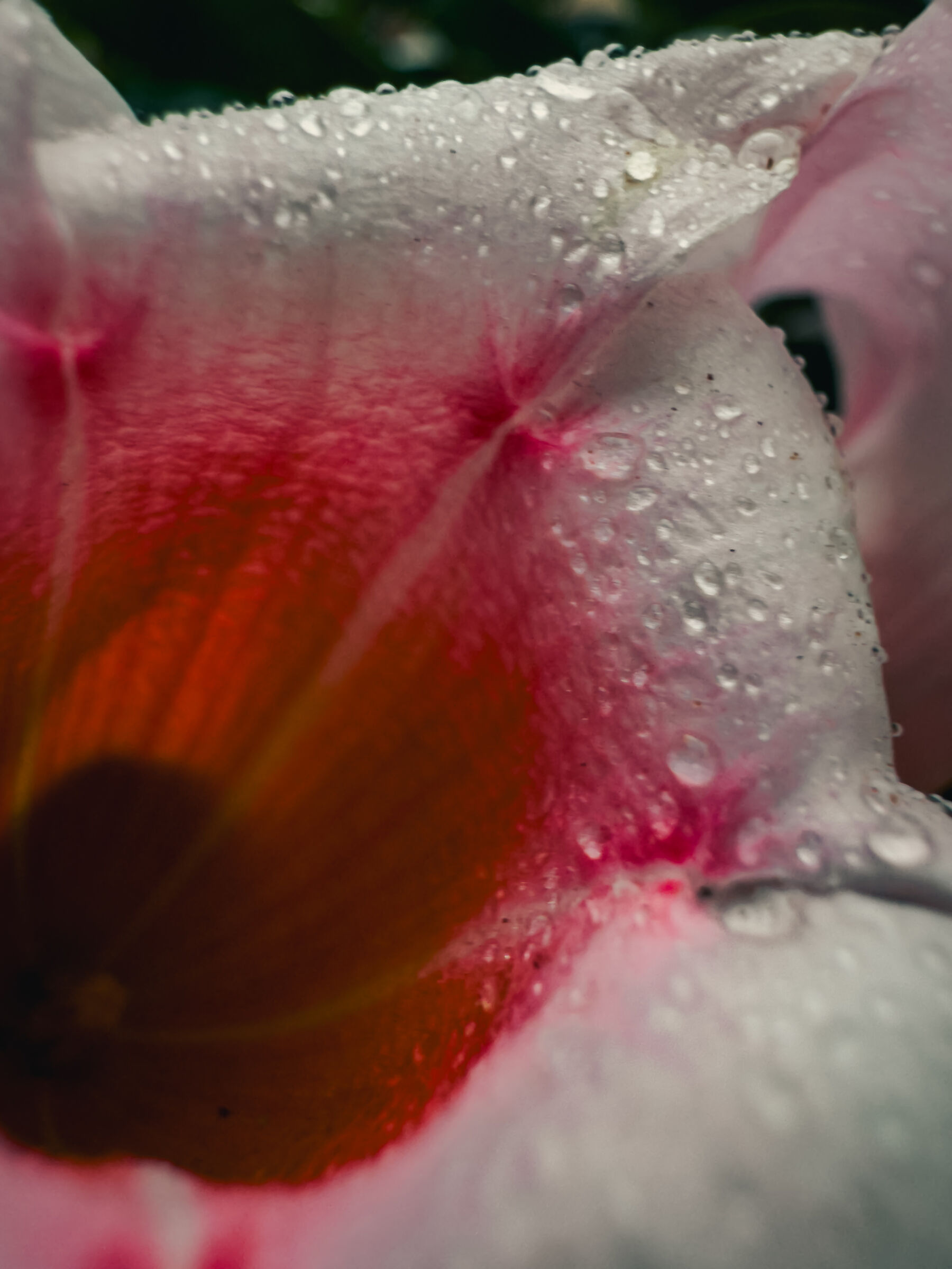 Macro