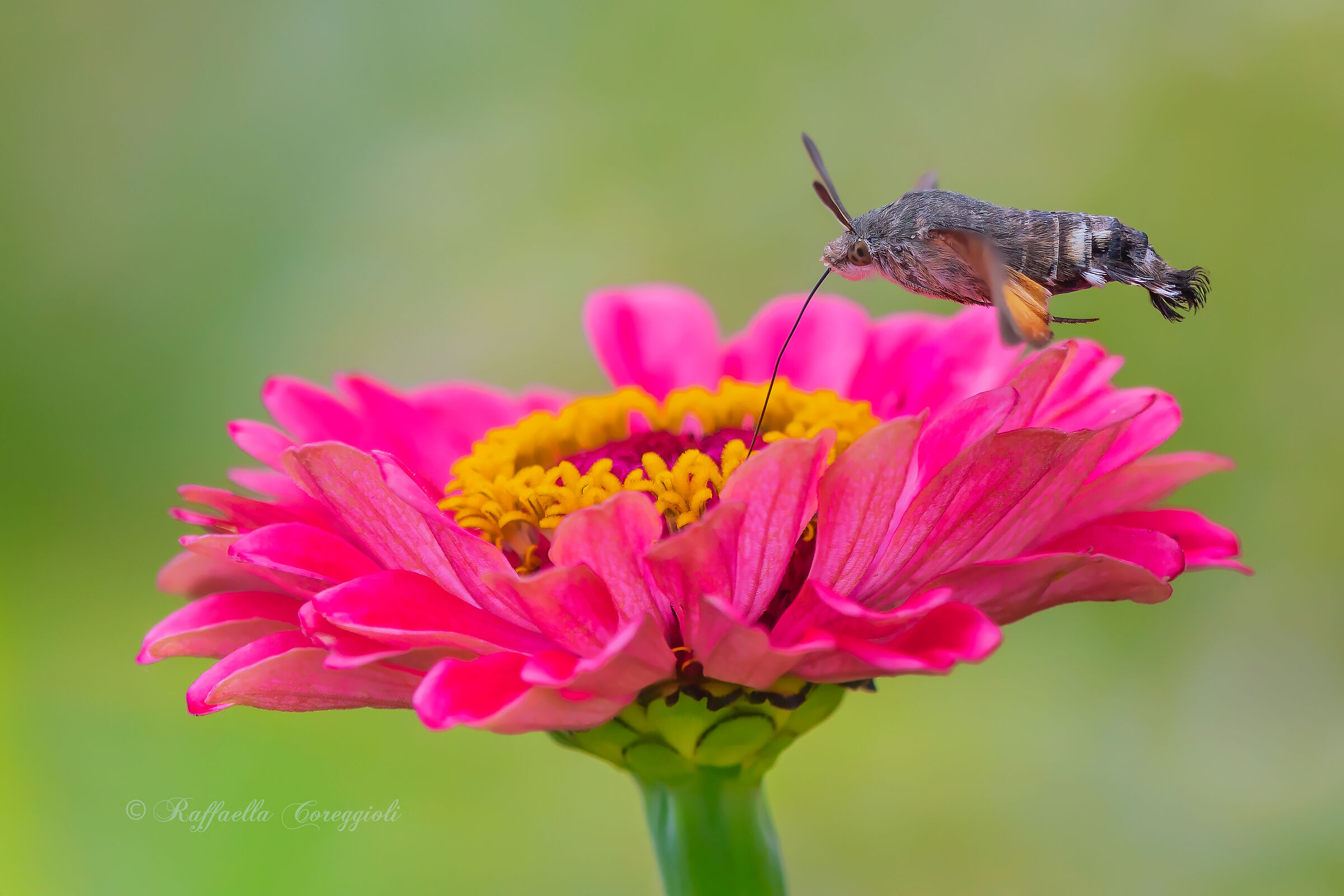 Macroglossum