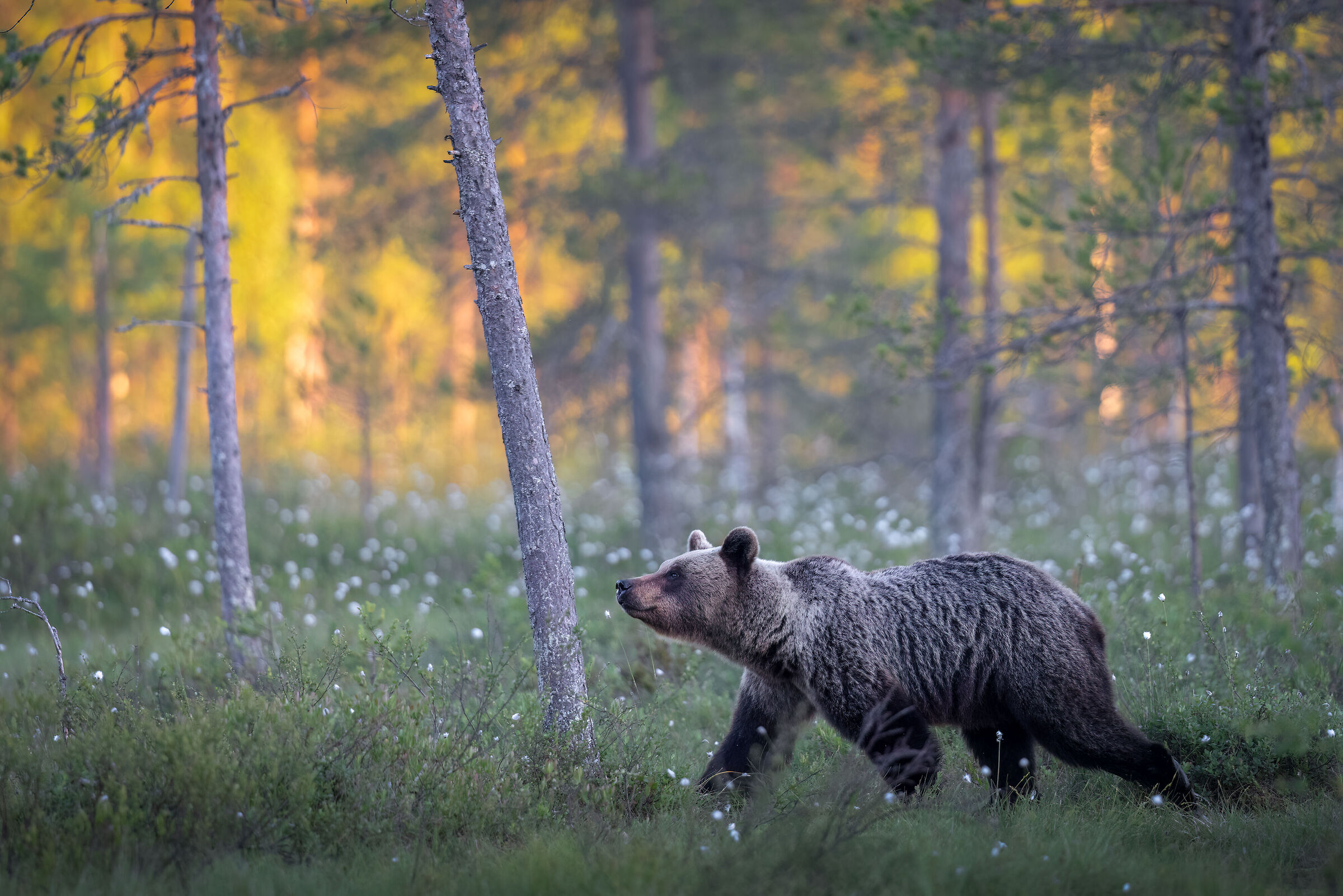 Brown bear