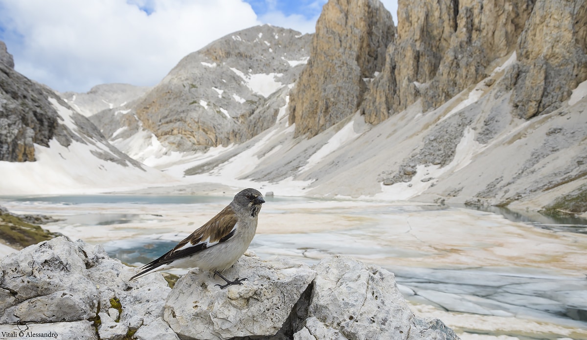 Alpine finch