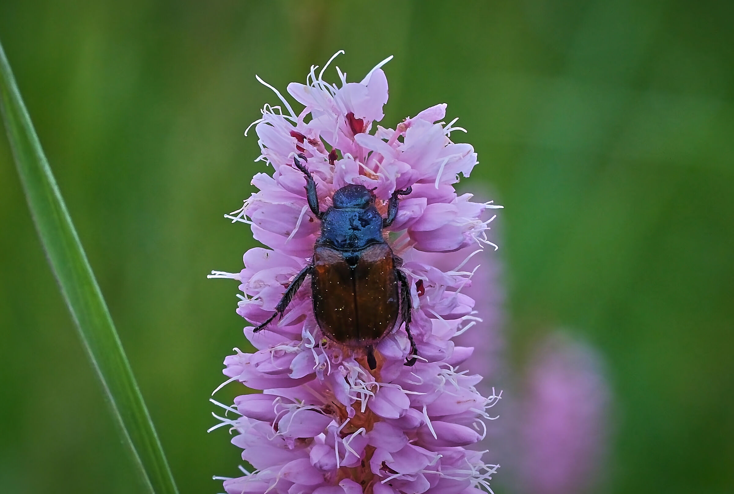 The leaf beetle