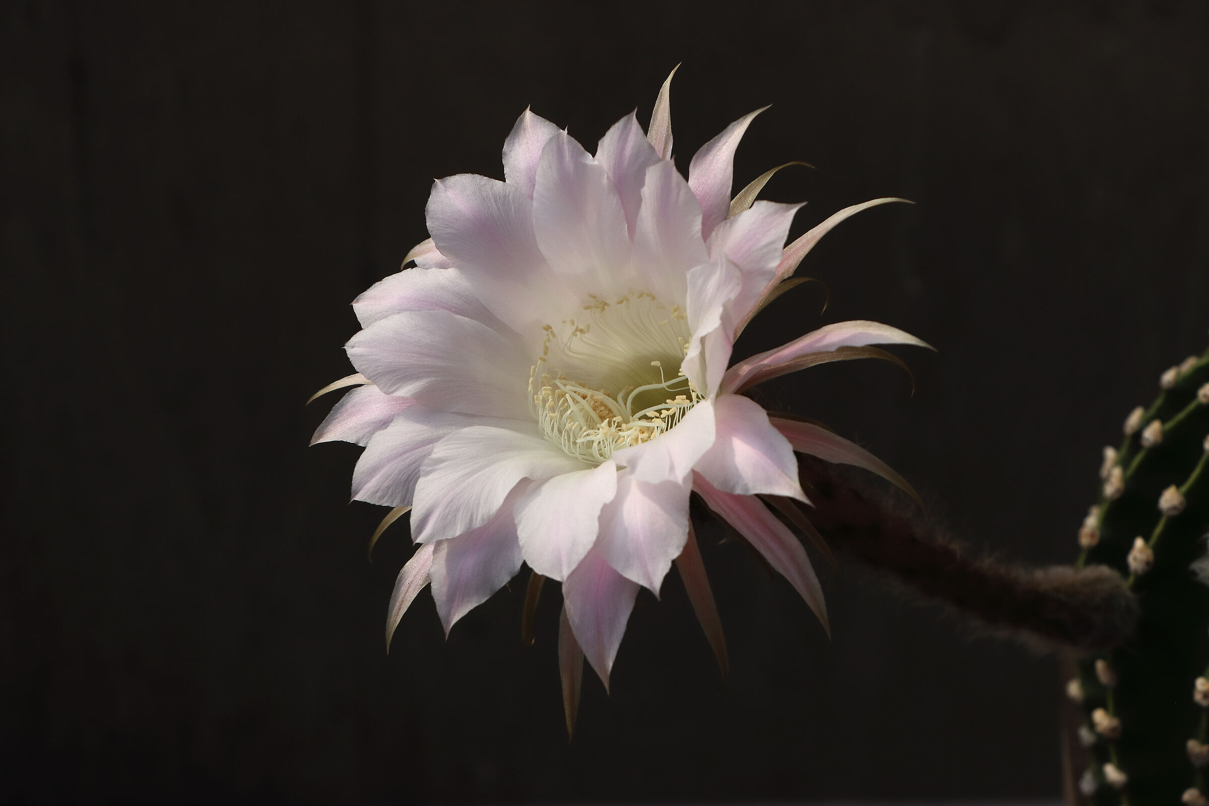 Cactus flower- (there were 10 of them)