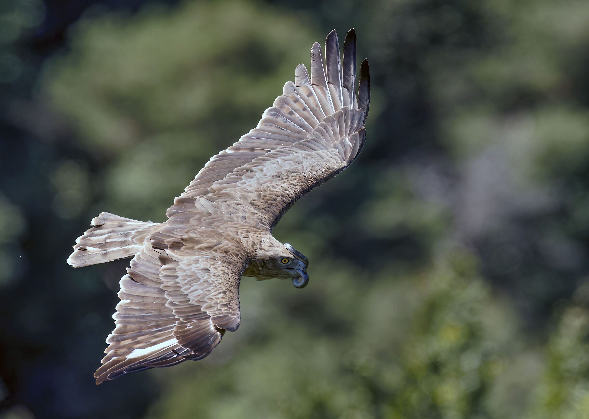 Short-toed eagle with prey