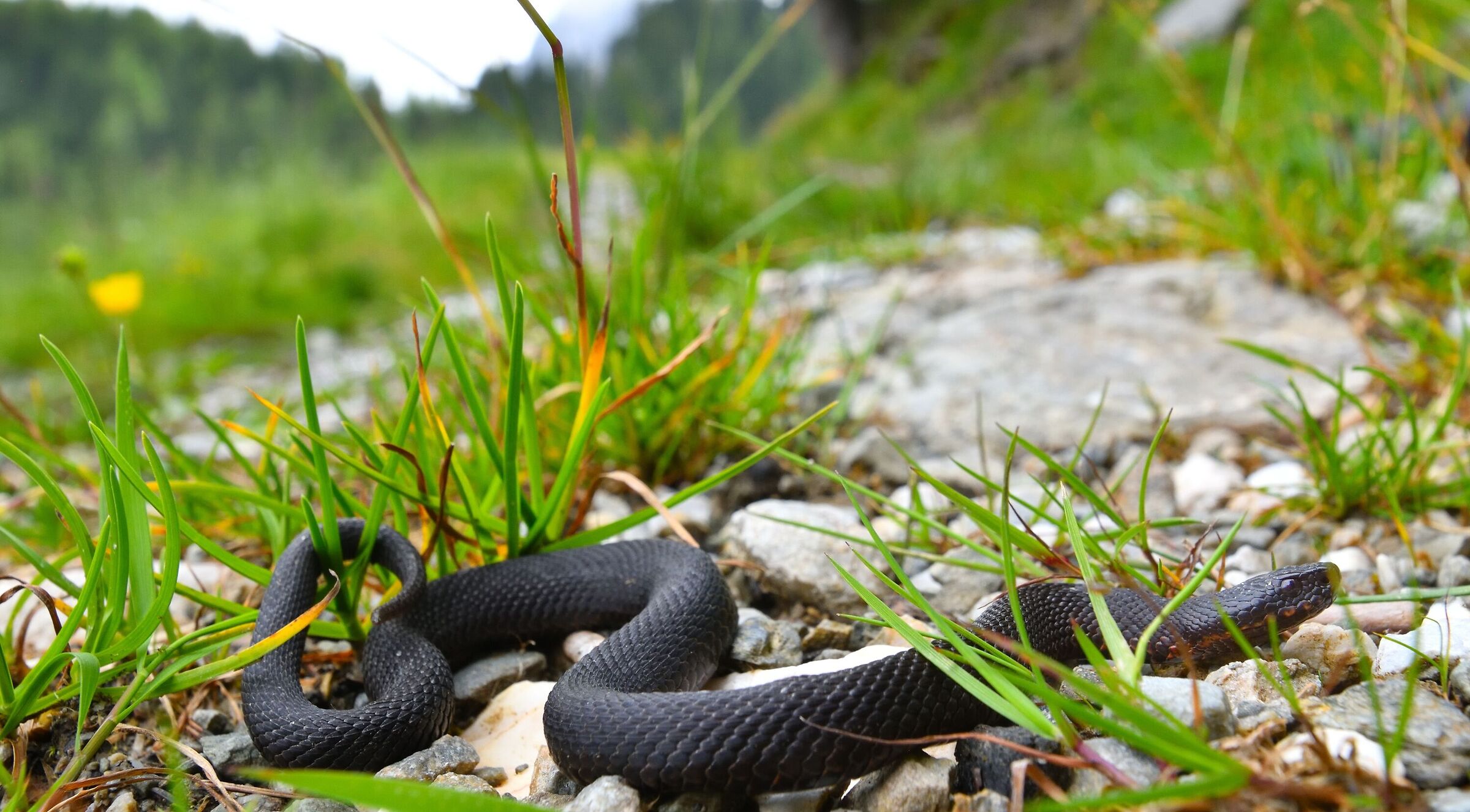 vipera Berus melanica