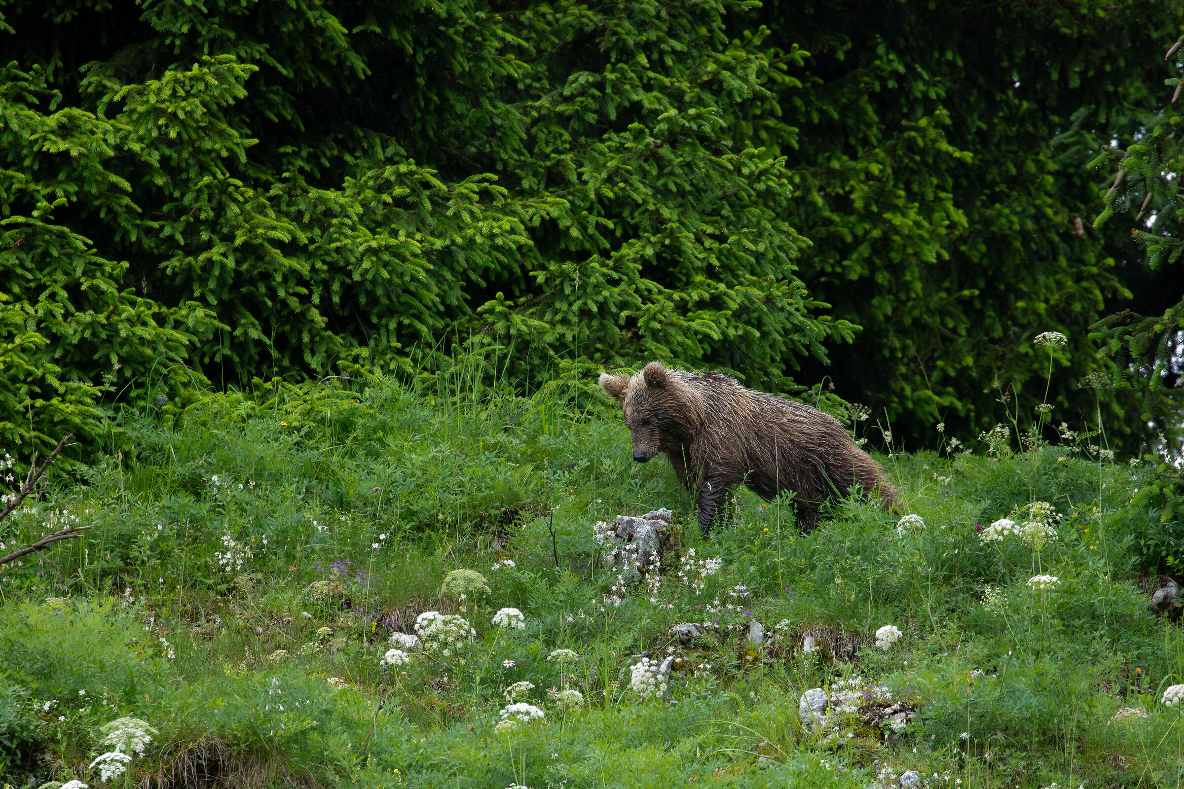 Non mi piace la pioggia sul muso