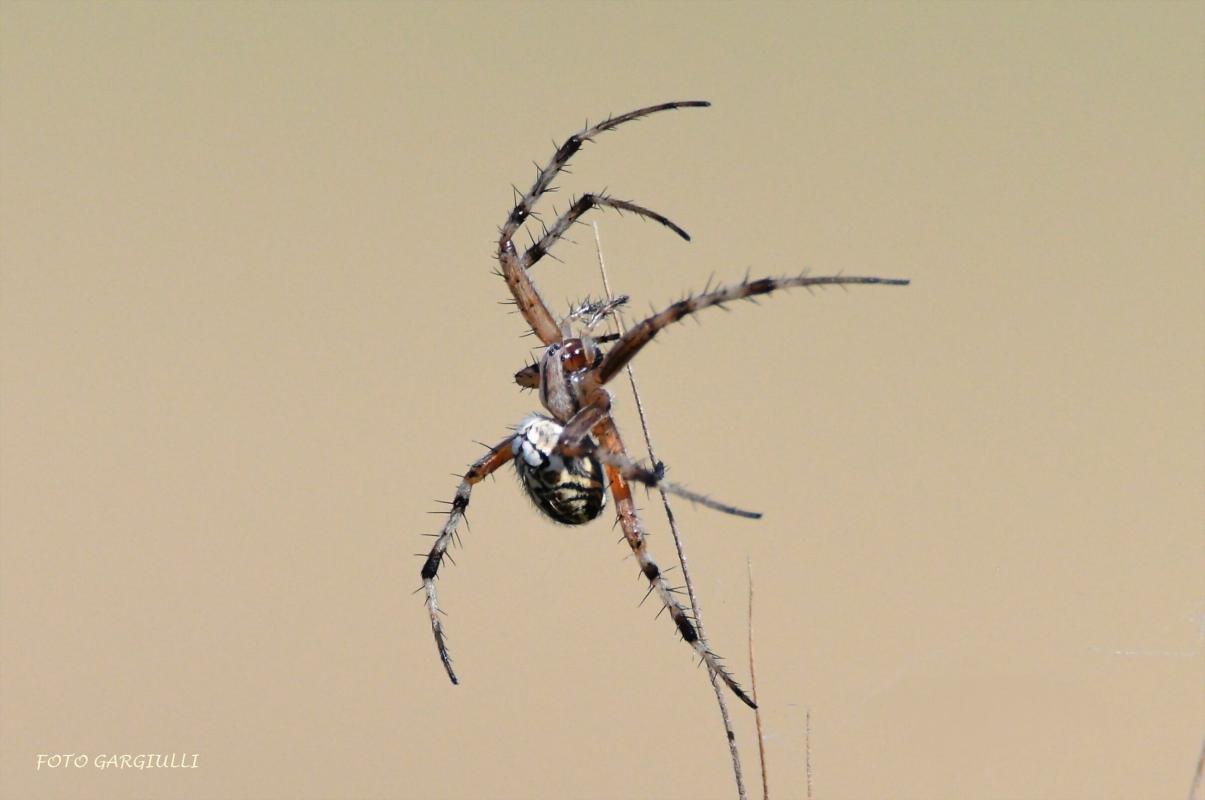 Aculepeira Armida
