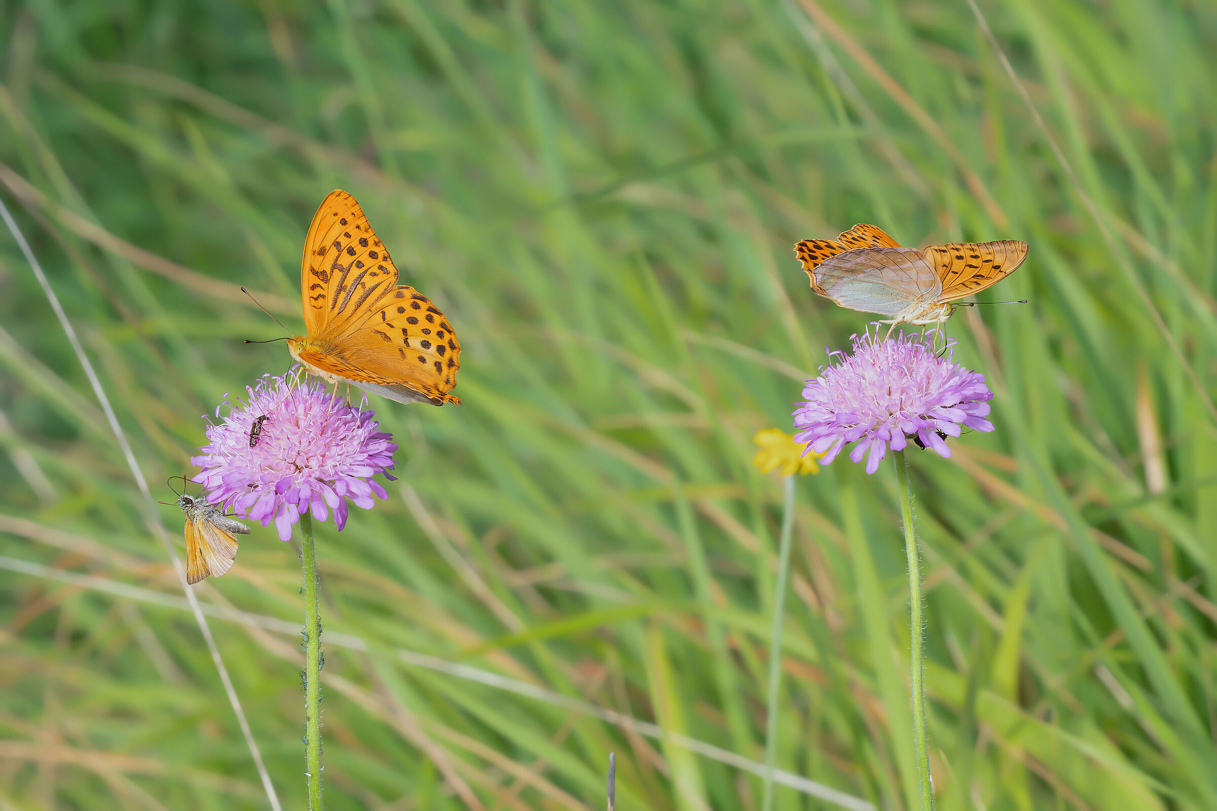 Argynnis paphia