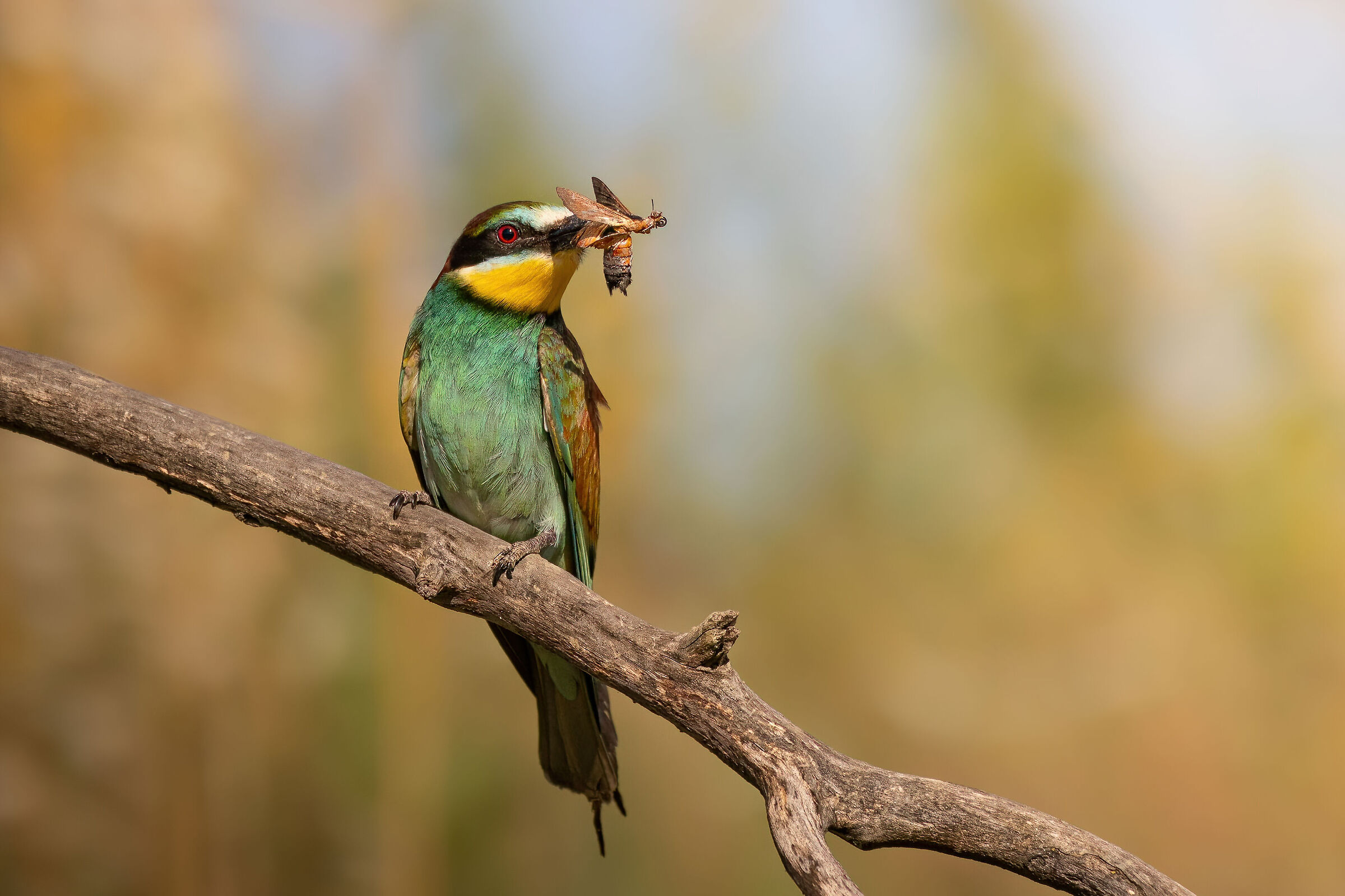 Bee-eater with butterfly
