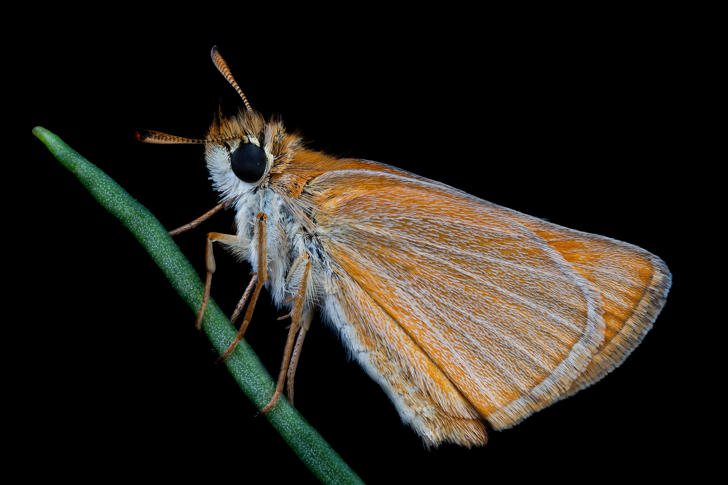 Thymelicus sp.