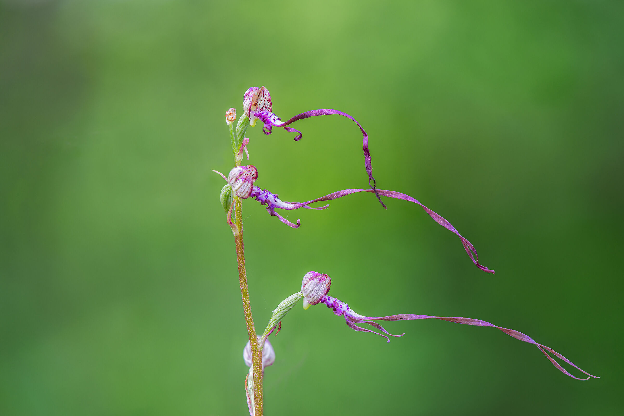Himantoglossum adriaticum