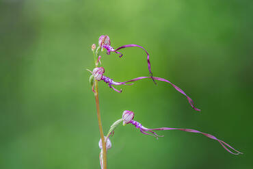 Himantoglossum adriaticum