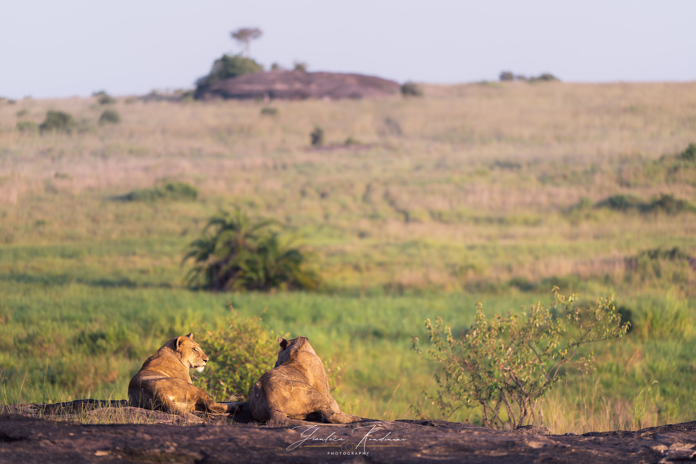 Leonesse all'alba, Masai Mara