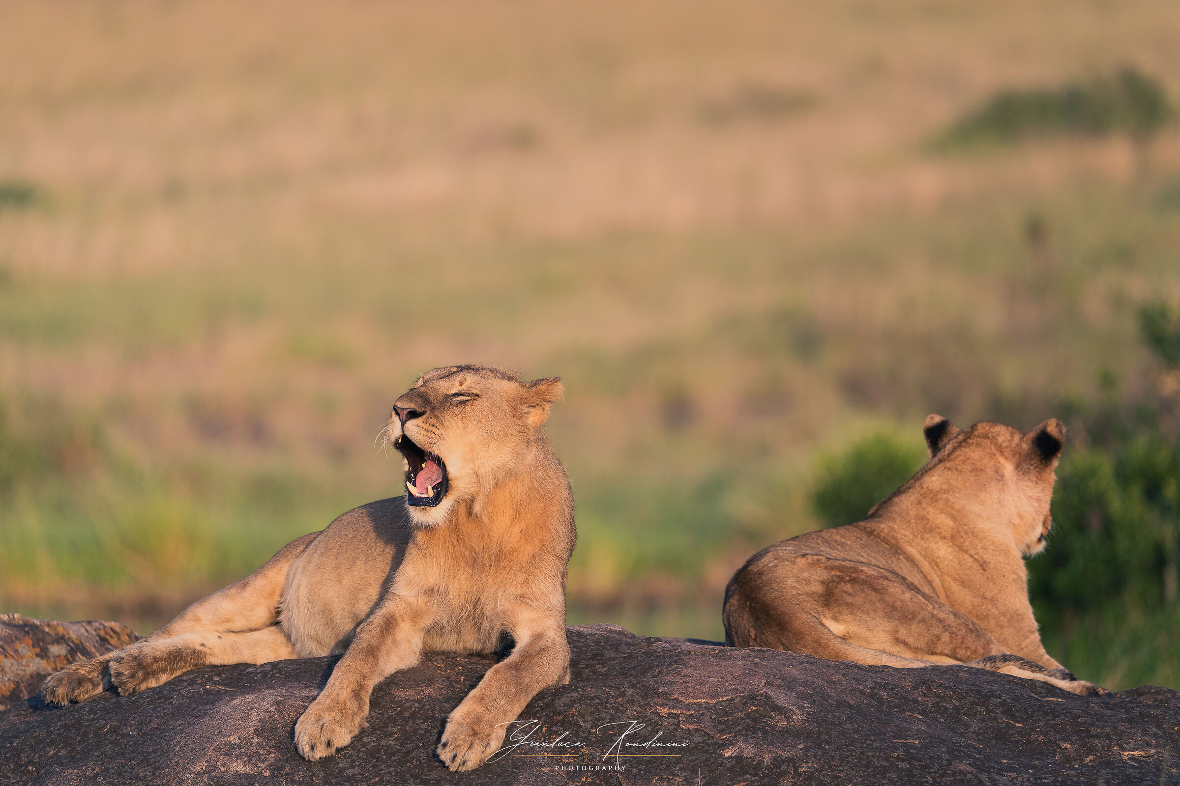 Young male at sunrise, Masai Mara