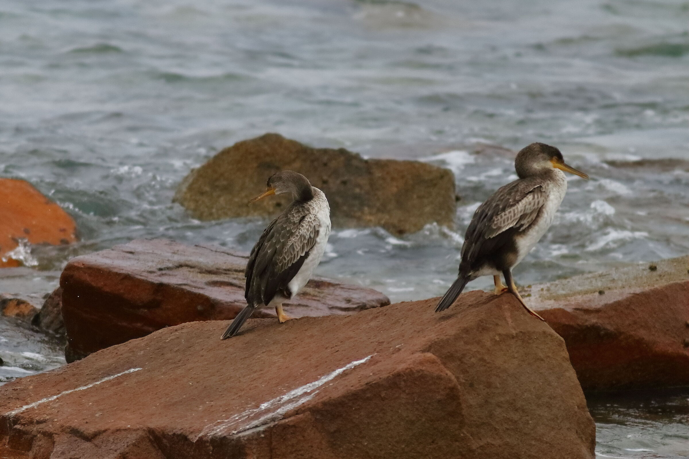 Marangoni 16-06-2024 - 0202