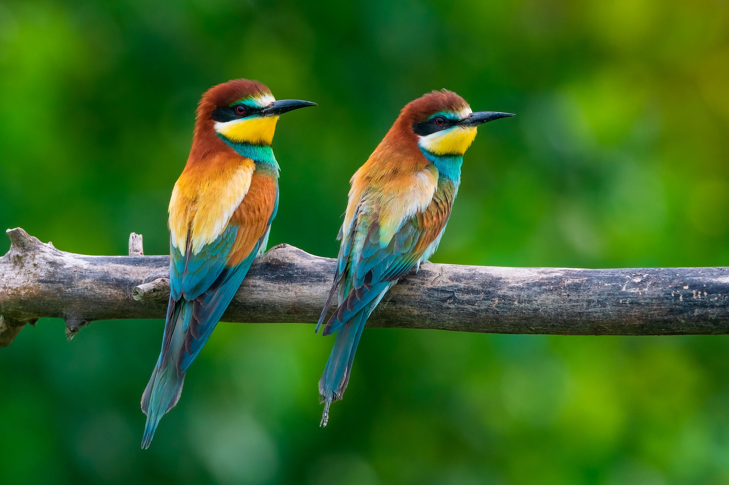 Bee-eaters