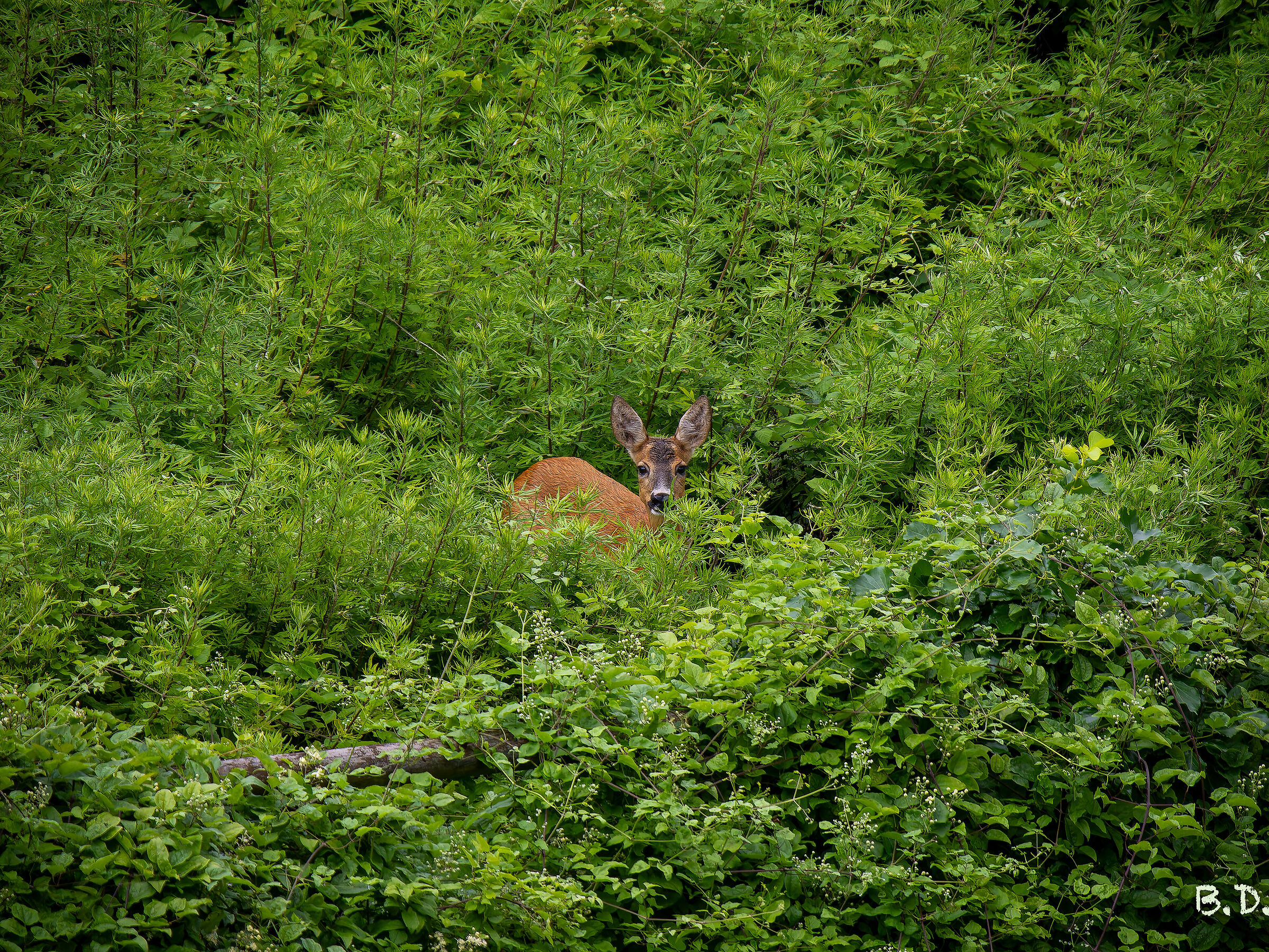 In the green