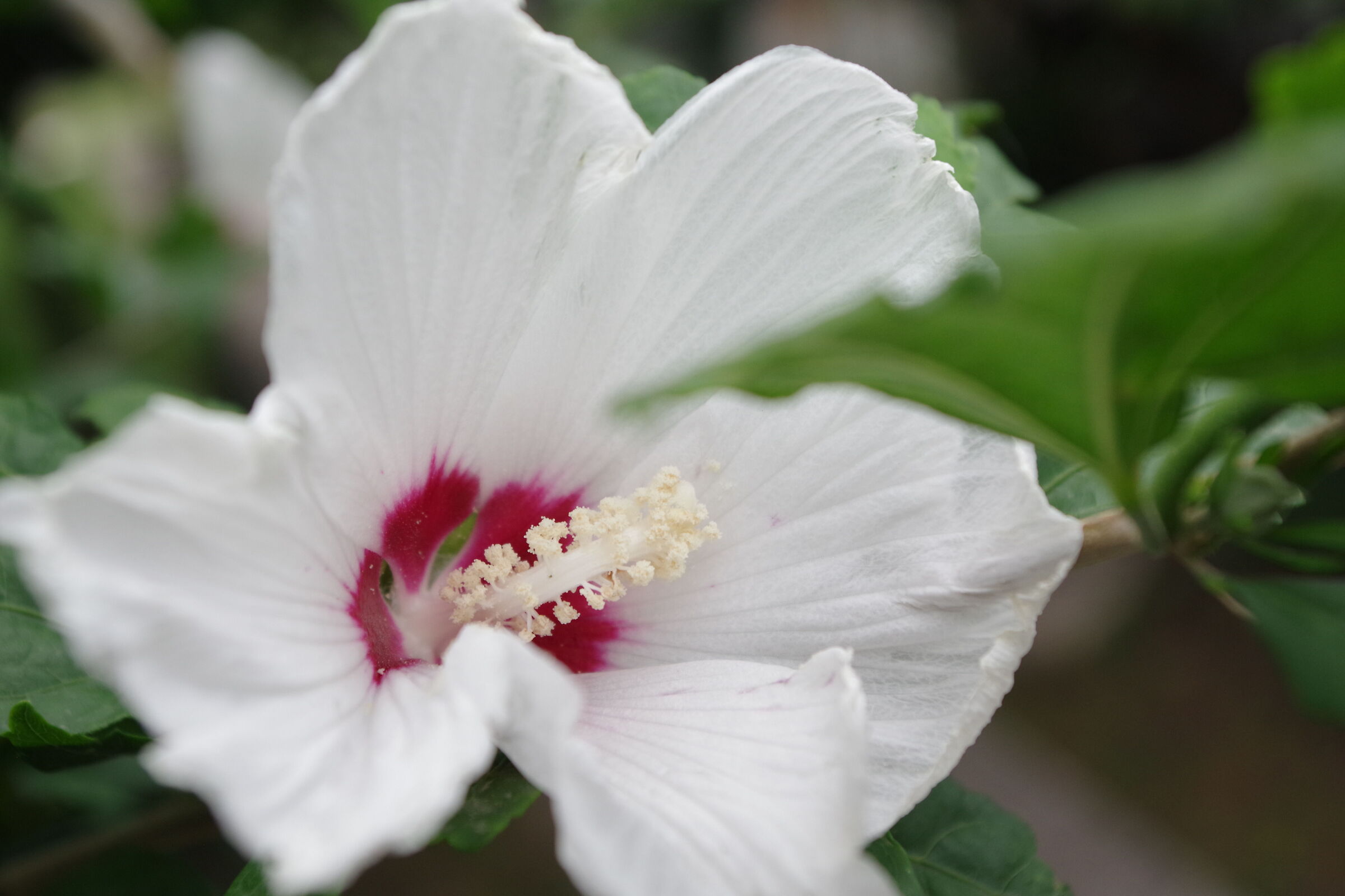 Hibiscus