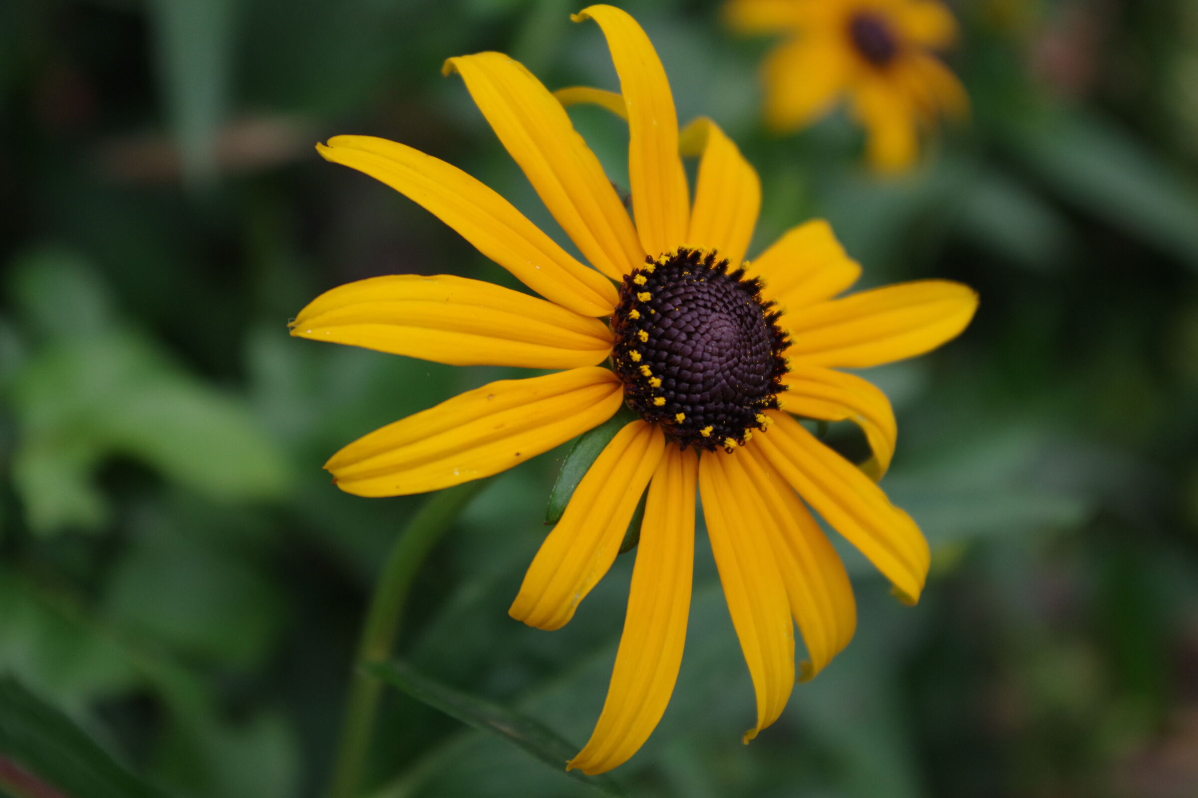 Rudbeckia Fulgida