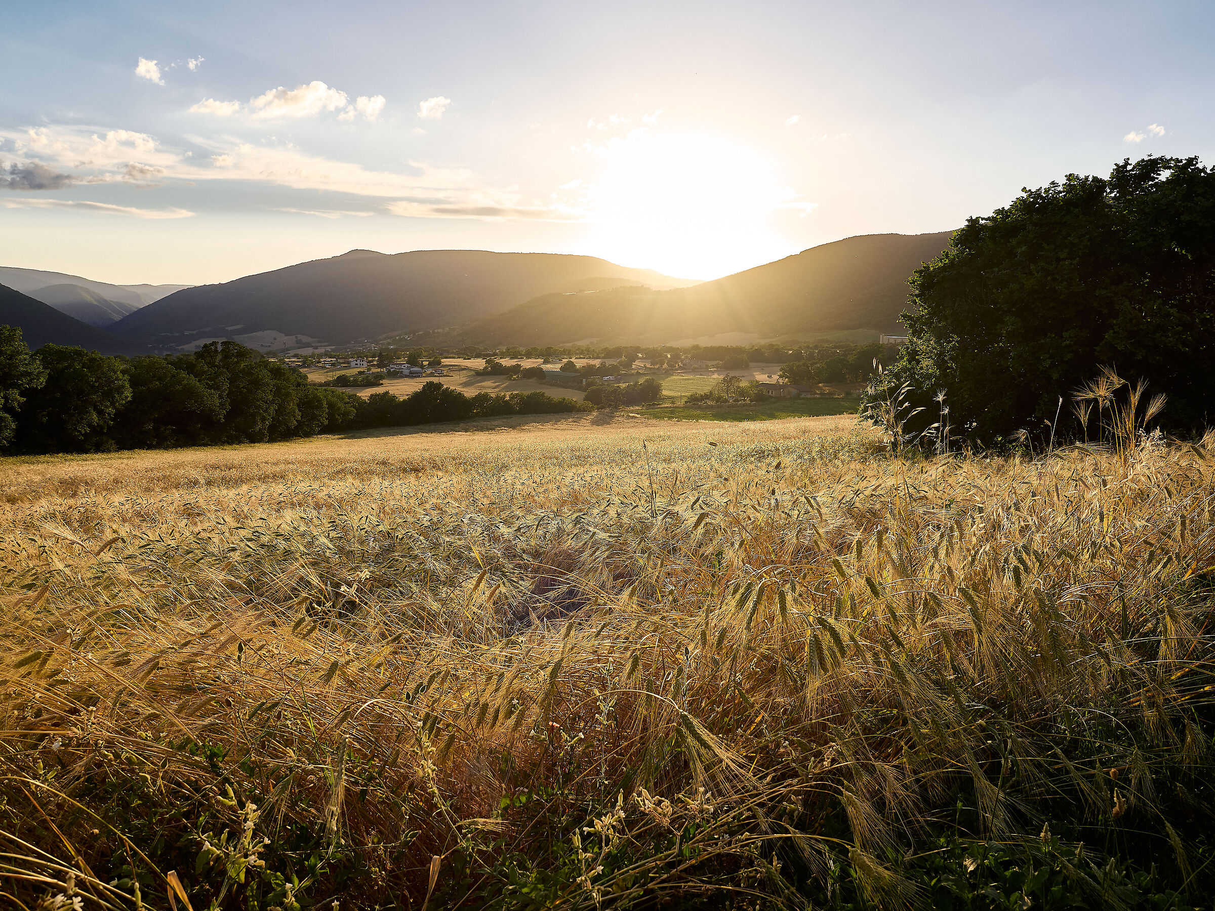 Fields of gold