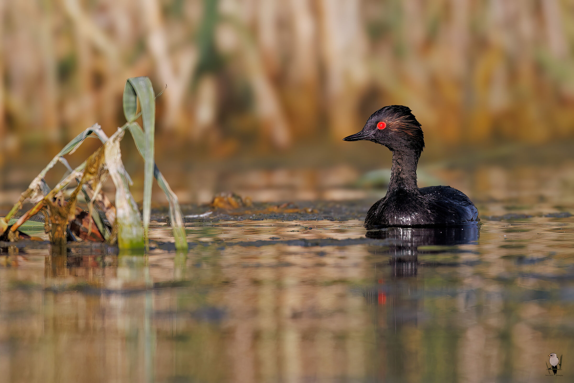 Black-necked grebe
