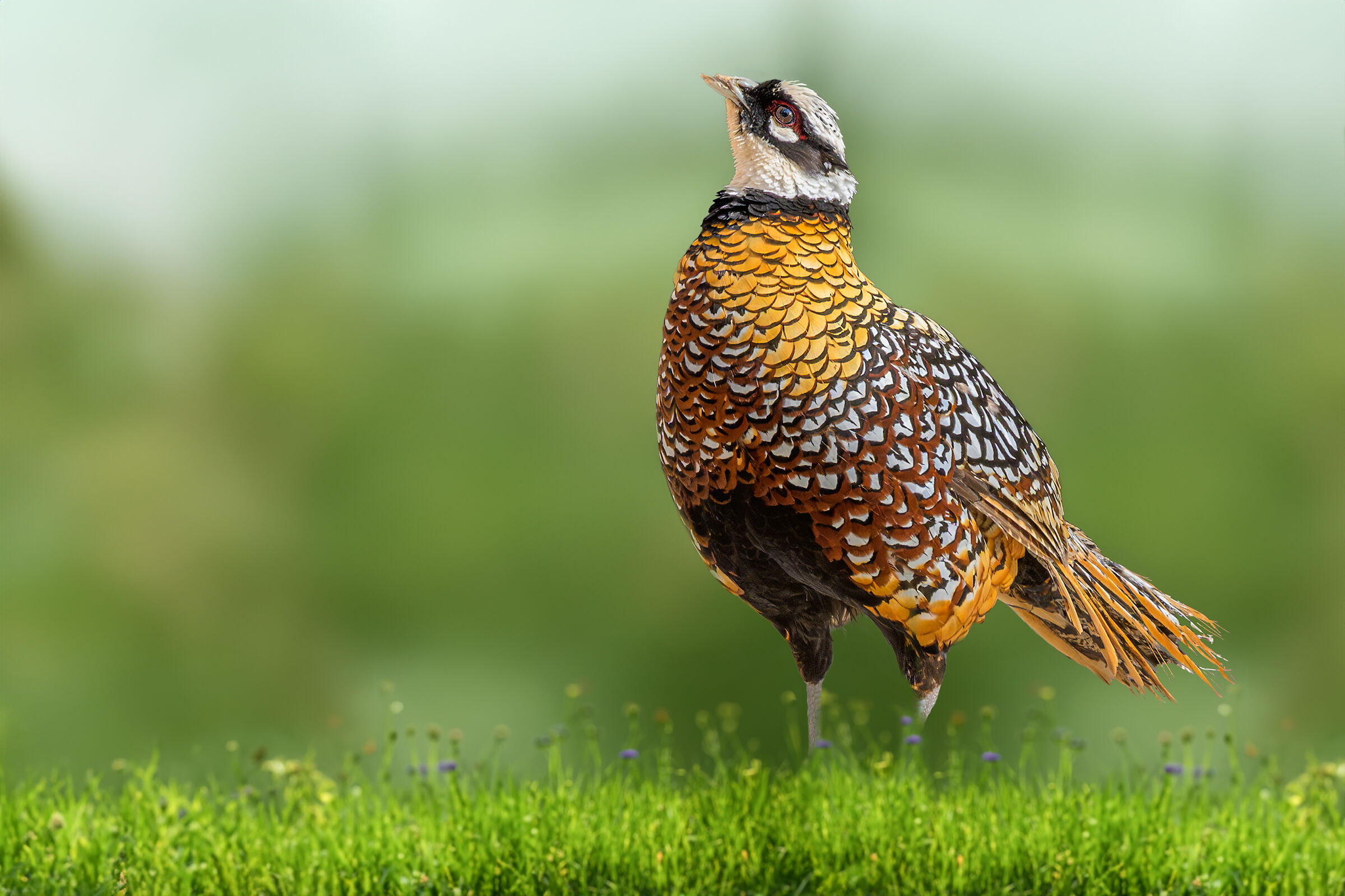 Un fagiano nel mio giardino
